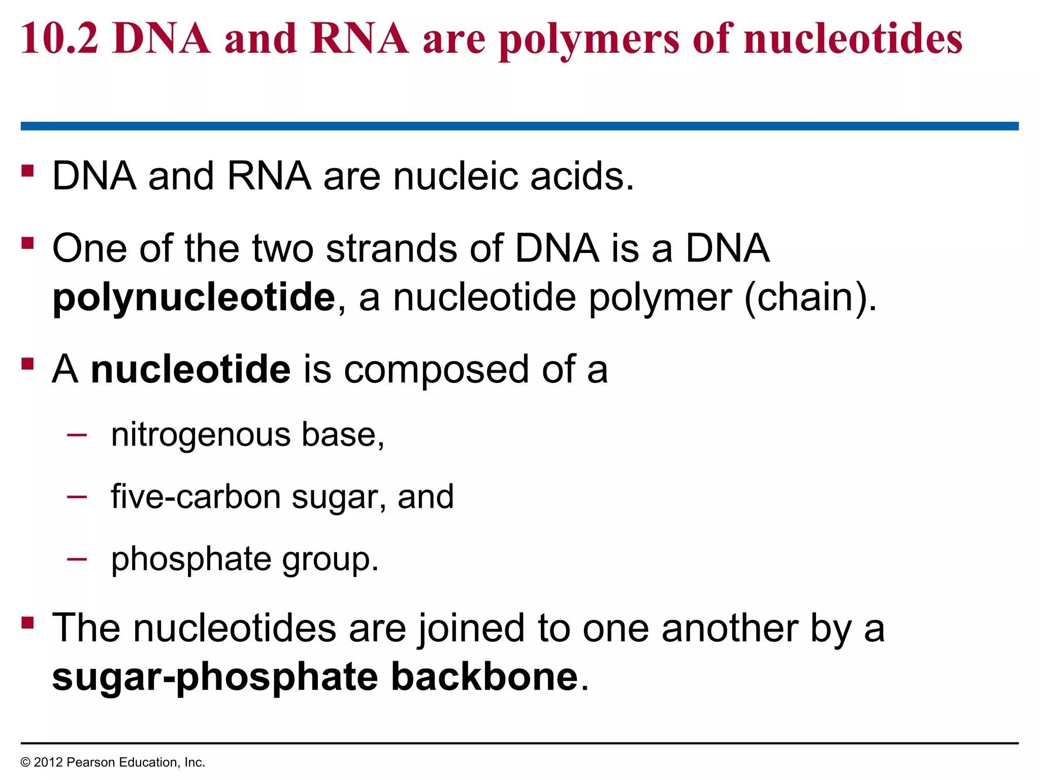 10.2 DNA and RNA are polymers of nucleotides
 DNA and RNA are nucleic acids.
 One of the two strands of DNA is a DNA
polynucleotide, a nucleotide polymer (chain).
 A nucleotide is composed of a
– nitrogenous base,
– five-carbon sugar, and
– phosphate group.

 The nucleotides are joined to one another by a
sugar-phosphate backbone.
© 2012 Pearson Education, Inc.

 