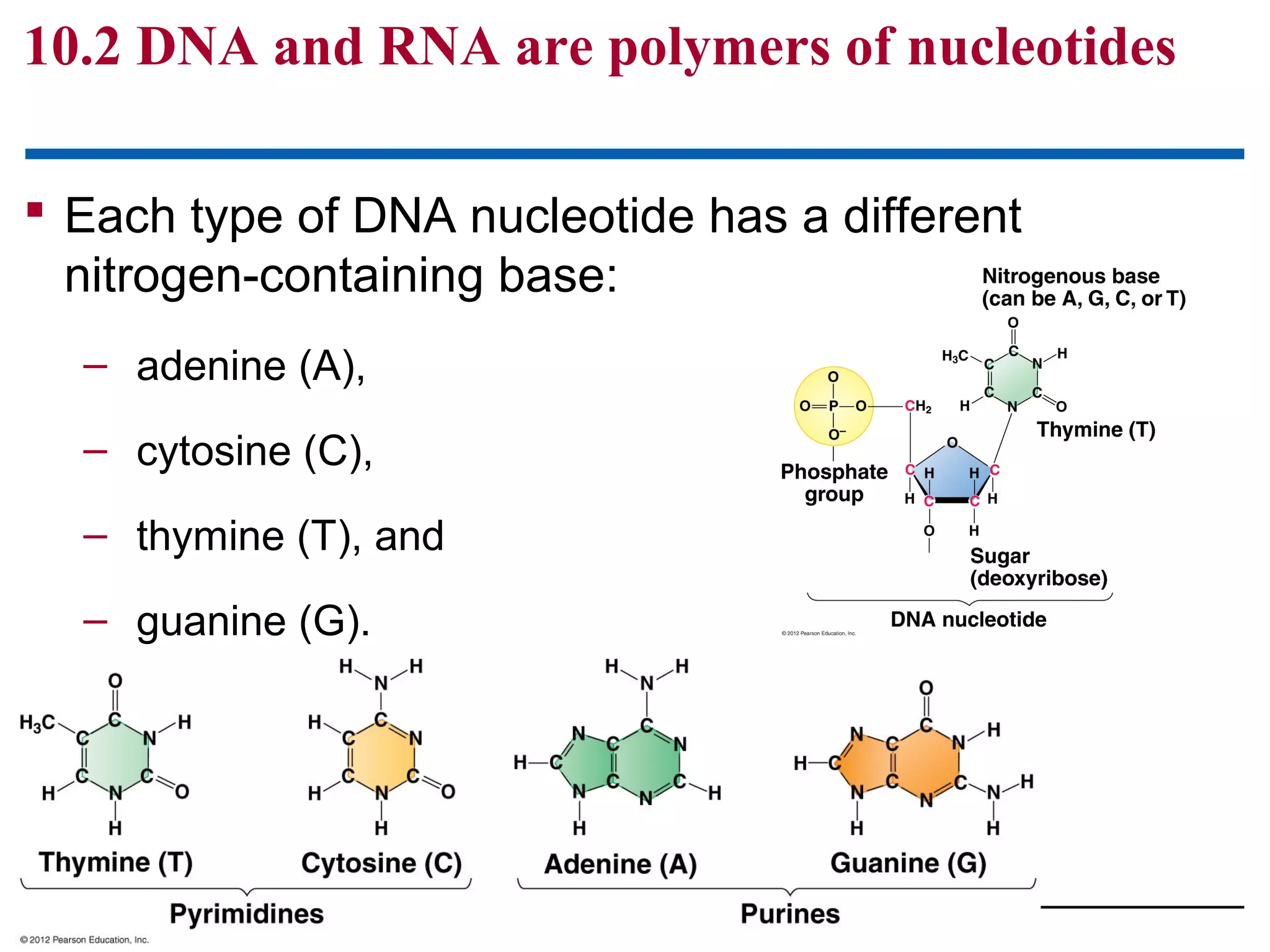 10.2 DNA and RNA are polymers of nucleotides
 Each type of DNA nucleotide has a different
nitrogen-containing base:
– adenine (A),
– cytosine (C),
– thymine (T), and
– guanine (G).

© 2012 Pearson Education, Inc.

 