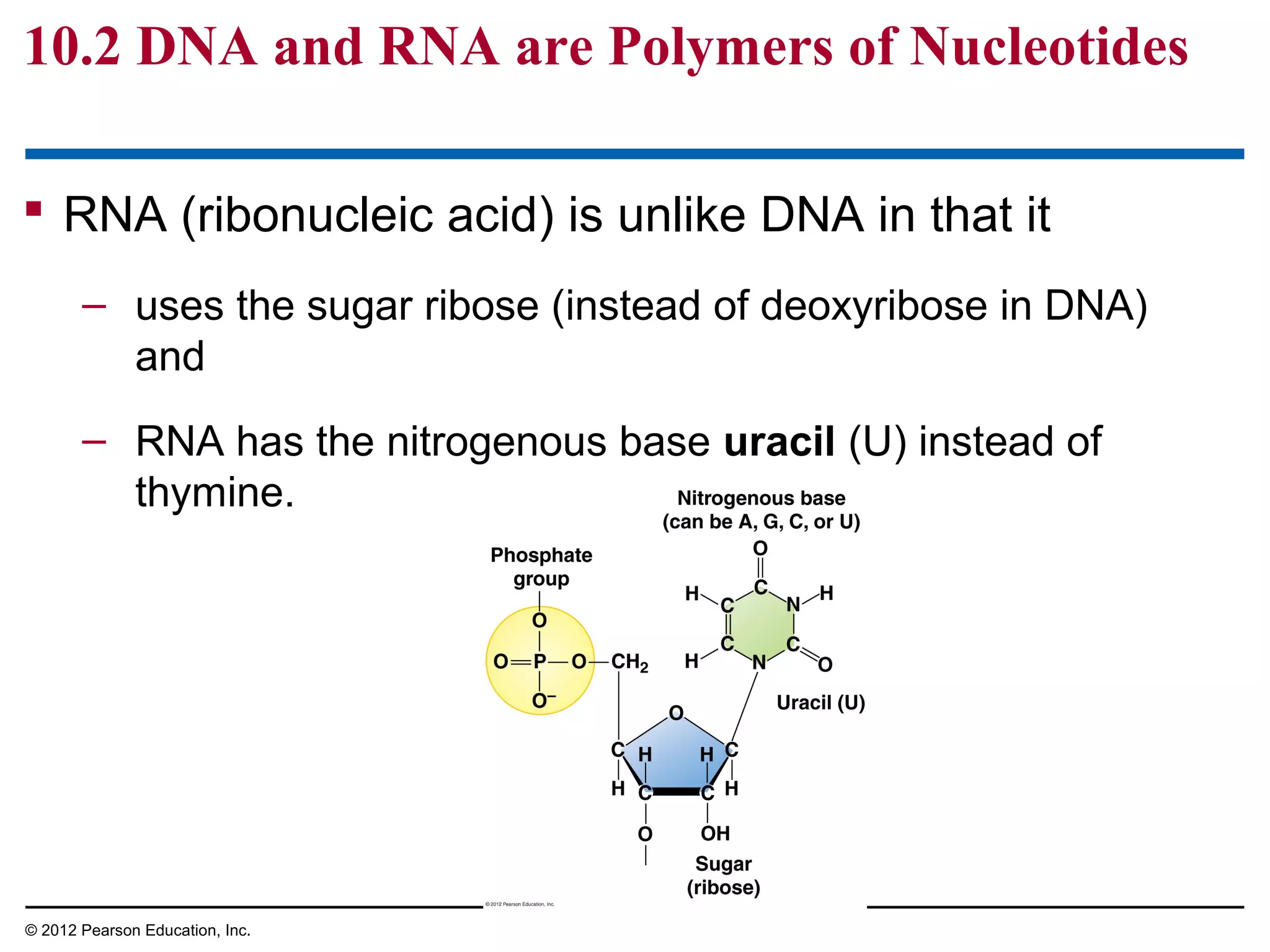 10.2 DNA and RNA are Polymers of Nucleotides
 RNA (ribonucleic acid) is unlike DNA in that it
– uses the sugar ribose (instead of deoxyribose in DNA)
and
– RNA has the nitrogenous base uracil (U) instead of
thymine.

© 2012 Pearson Education, Inc.

 