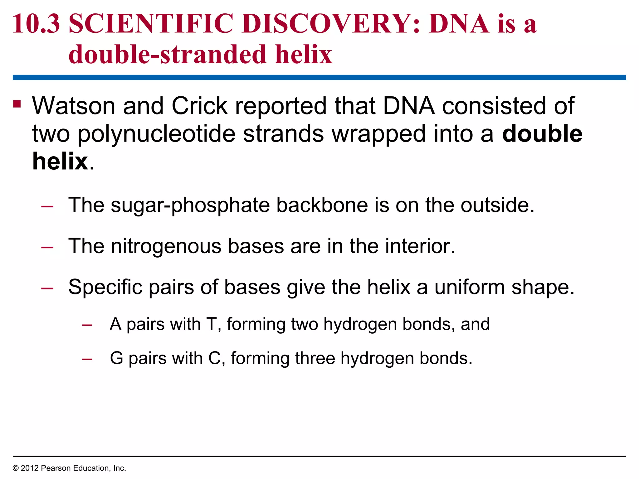 10.3 SCIENTIFIC DISCOVERY: DNA is a
double-stranded helix
 Watson and Crick reported that DNA consisted of
two polynucleotide strands wrapped into a double
helix.
– The sugar-phosphate backbone is on the outside.
– The nitrogenous bases are in the interior.
– Specific pairs of bases give the helix a uniform shape.
– A pairs with T, forming two hydrogen bonds, and
– G pairs with C, forming three hydrogen bonds.

© 2012 Pearson Education, Inc.

 