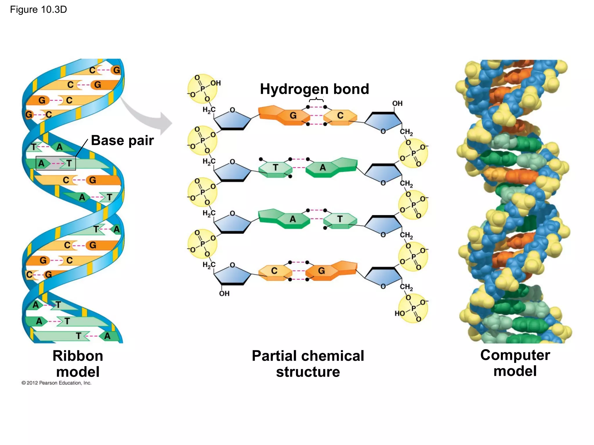 Figure 10.3D

Hydrogen bond
Base pair

Ribbon
model

Partial chemical
structure

Computer
model

 