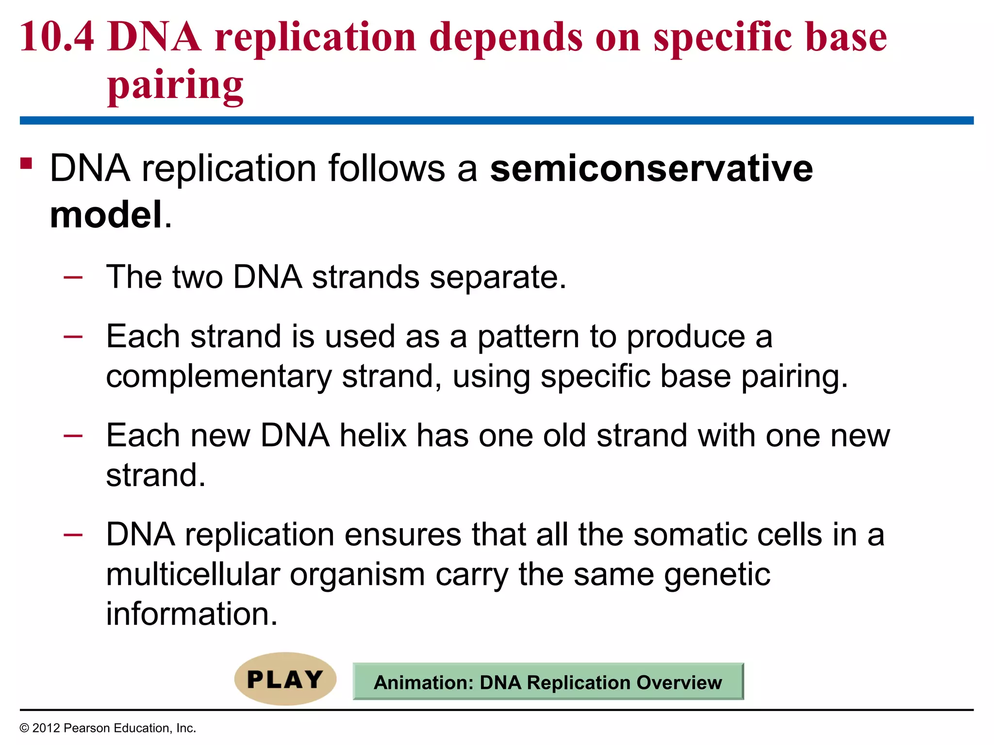 10.4 DNA replication depends on specific base
pairing
 DNA replication follows a semiconservative
model.
– The two DNA strands separate.
– Each strand is used as a pattern to produce a
complementary strand, using specific base pairing.
– Each new DNA helix has one old strand with one new
strand.
– DNA replication ensures that all the somatic cells in a
multicellular organism carry the same genetic
information.
Animation: DNA Replication Overview
© 2012 Pearson Education, Inc.

 