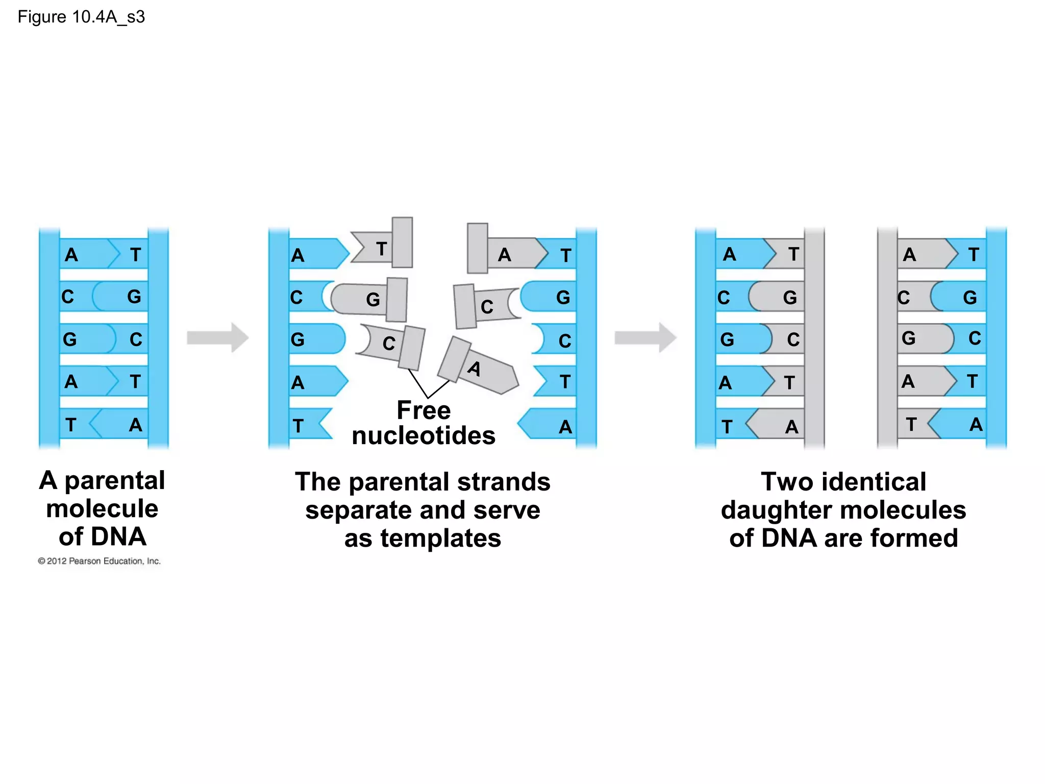 Figure 10.4A_s3

A

T

A

C

G

C

G

C

G

A

T

A

T

A

T

A parental
molecule
of DNA

T

A

T

A

T

A

T

C
C

A

Free
nucleotides

The parental strands
separate and serve
as templates

G

C

G

C

G

C

G

G

C

G

C

T

A

T

A

T

A

T

A

T

A

Two identical
daughter molecules
of DNA are formed

 
