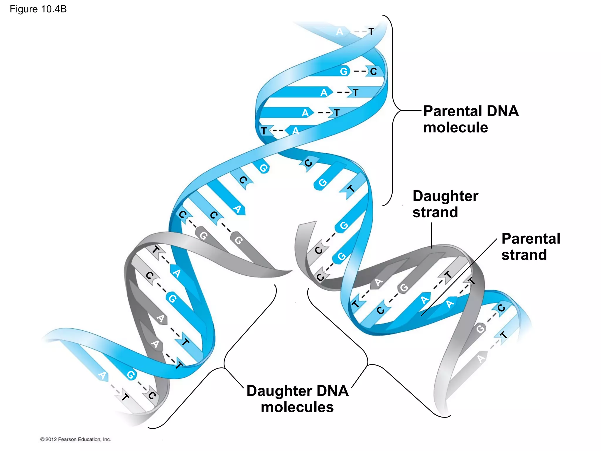 Figure 10.4B
A

T

G
A
A

T

Parental DNA
molecule

T

A

G

C

Daughter
strand

T

C

G

T

C

A
C

C

G
G
T

A

C

C

G

T

G

A

T

T
A

T

A

C

A

G

A

A
G

C

T

C

C
A

Parental
strand

G

G

T

T

Daughter DNA
molecules

 