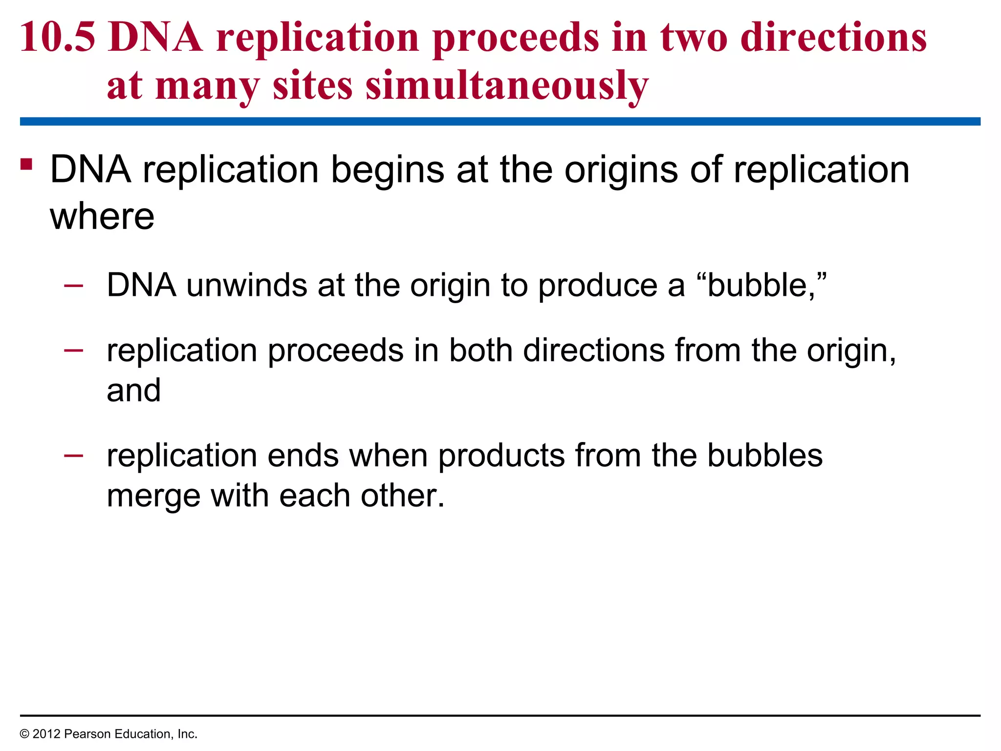 10.5 DNA replication proceeds in two directions
at many sites simultaneously
 DNA replication begins at the origins of replication
where
– DNA unwinds at the origin to produce a “bubble,”
– replication proceeds in both directions from the origin,
and
– replication ends when products from the bubbles
merge with each other.

© 2012 Pearson Education, Inc.

 
