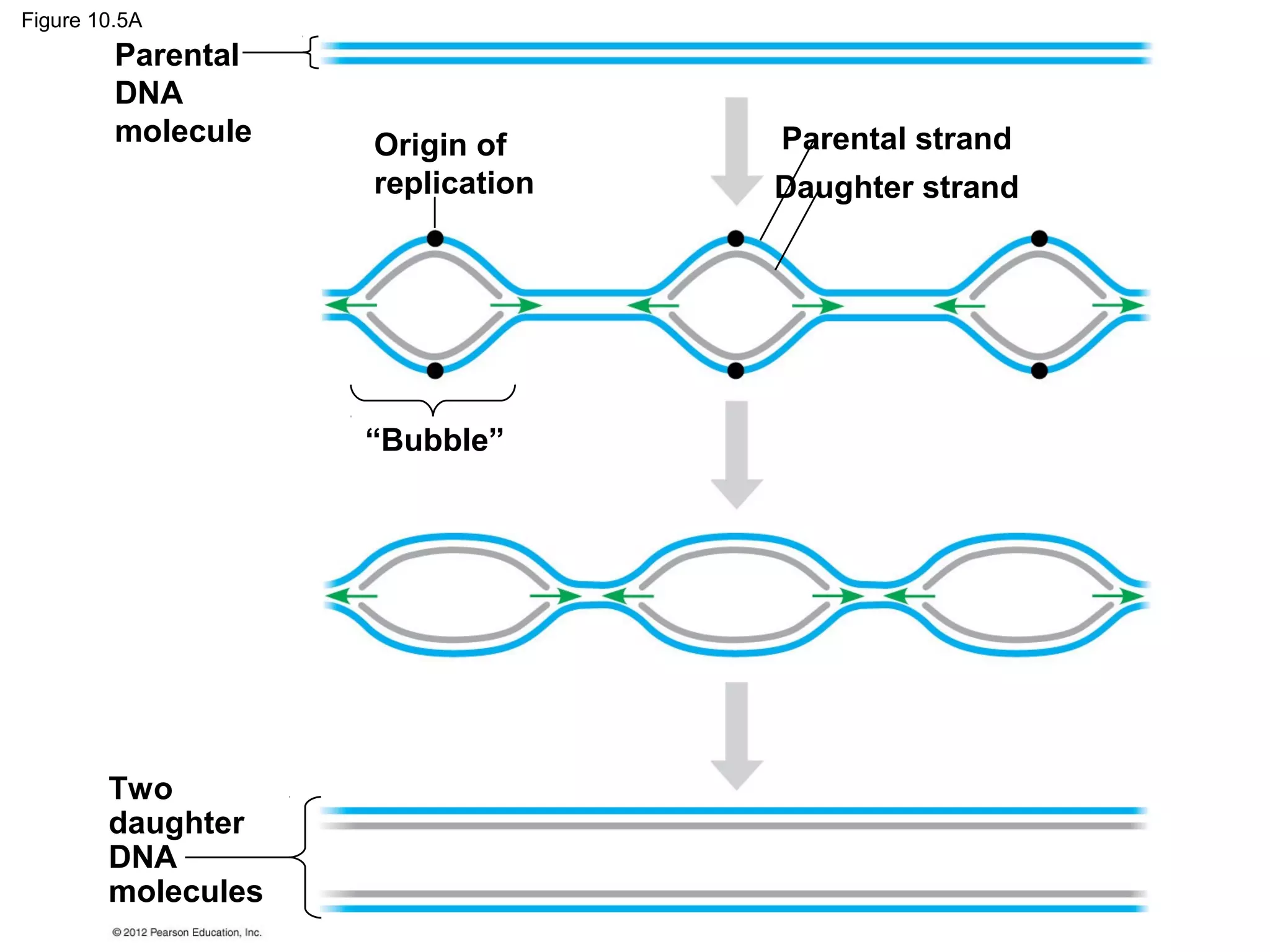 Figure 10.5A

Parental
DNA
molecule

Origin of
replication

“Bubble”

Two
daughter
DNA
molecules

Parental strand
Daughter strand

 