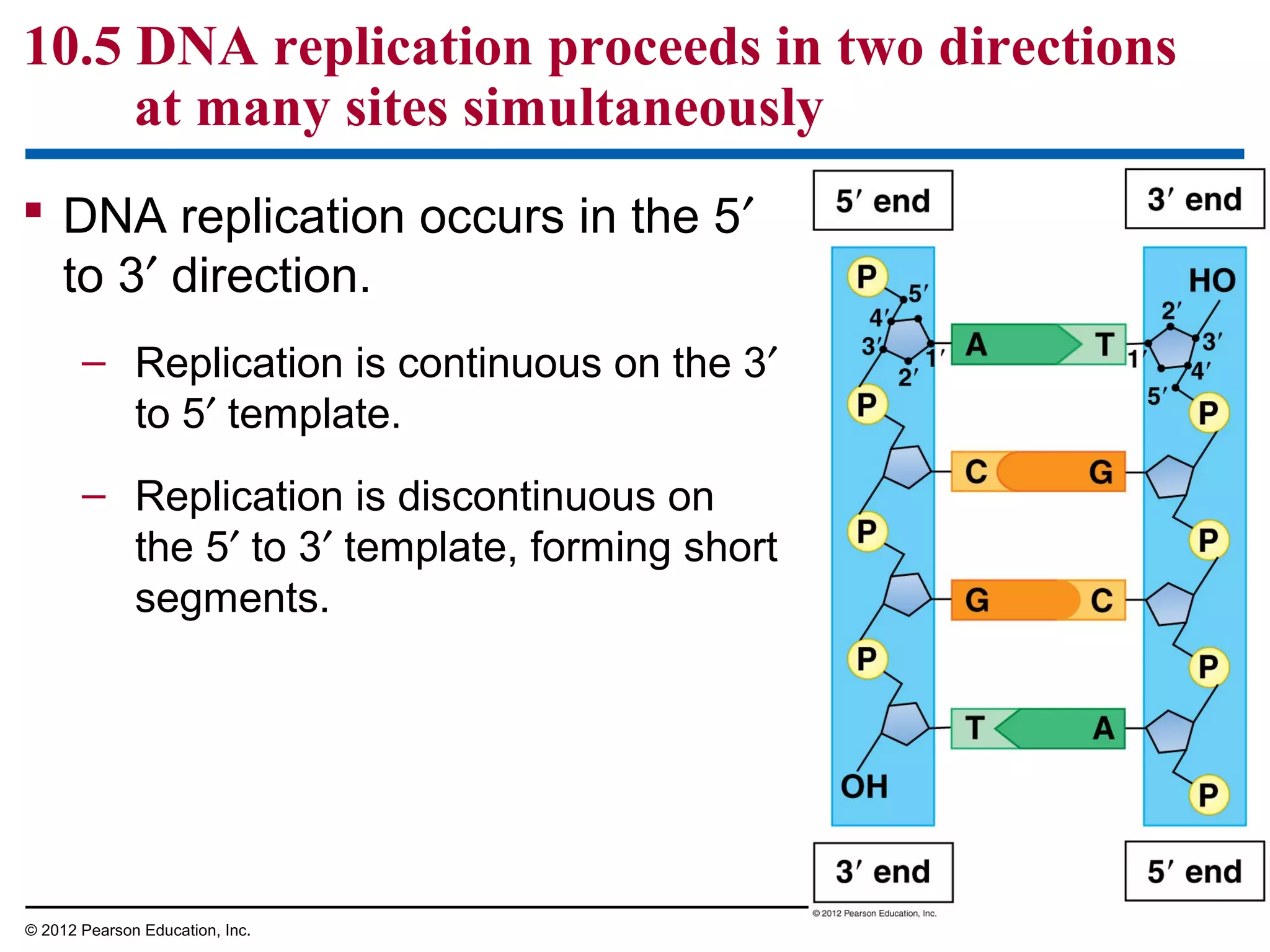 10.5 DNA replication proceeds in two directions
at many sites simultaneously
 DNA replication occurs in the 5′
to 3′ direction.
– Replication is continuous on the 3′
to 5′ template.
– Replication is discontinuous on
the 5′ to 3′ template, forming short
segments.

© 2012 Pearson Education, Inc.

 