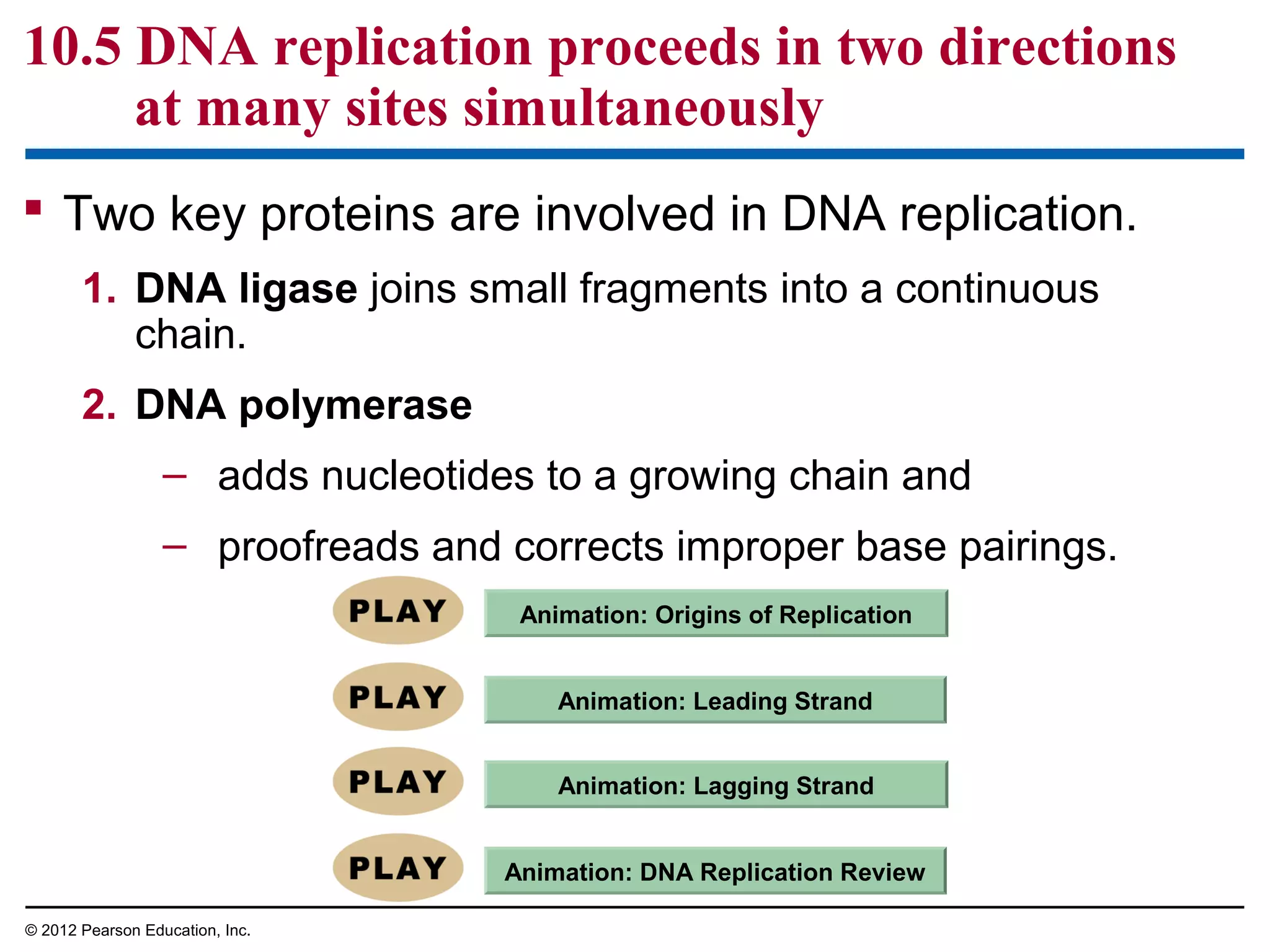 10.5 DNA replication proceeds in two directions
at many sites simultaneously
 Two key proteins are involved in DNA replication.
1. DNA ligase joins small fragments into a continuous
chain.
2. DNA polymerase
– adds nucleotides to a growing chain and
– proofreads and corrects improper base pairings.
Animation: Origins of Replication
Animation: Leading Strand
Animation: Lagging Strand
Animation: DNA Replication Review
© 2012 Pearson Education, Inc.

 