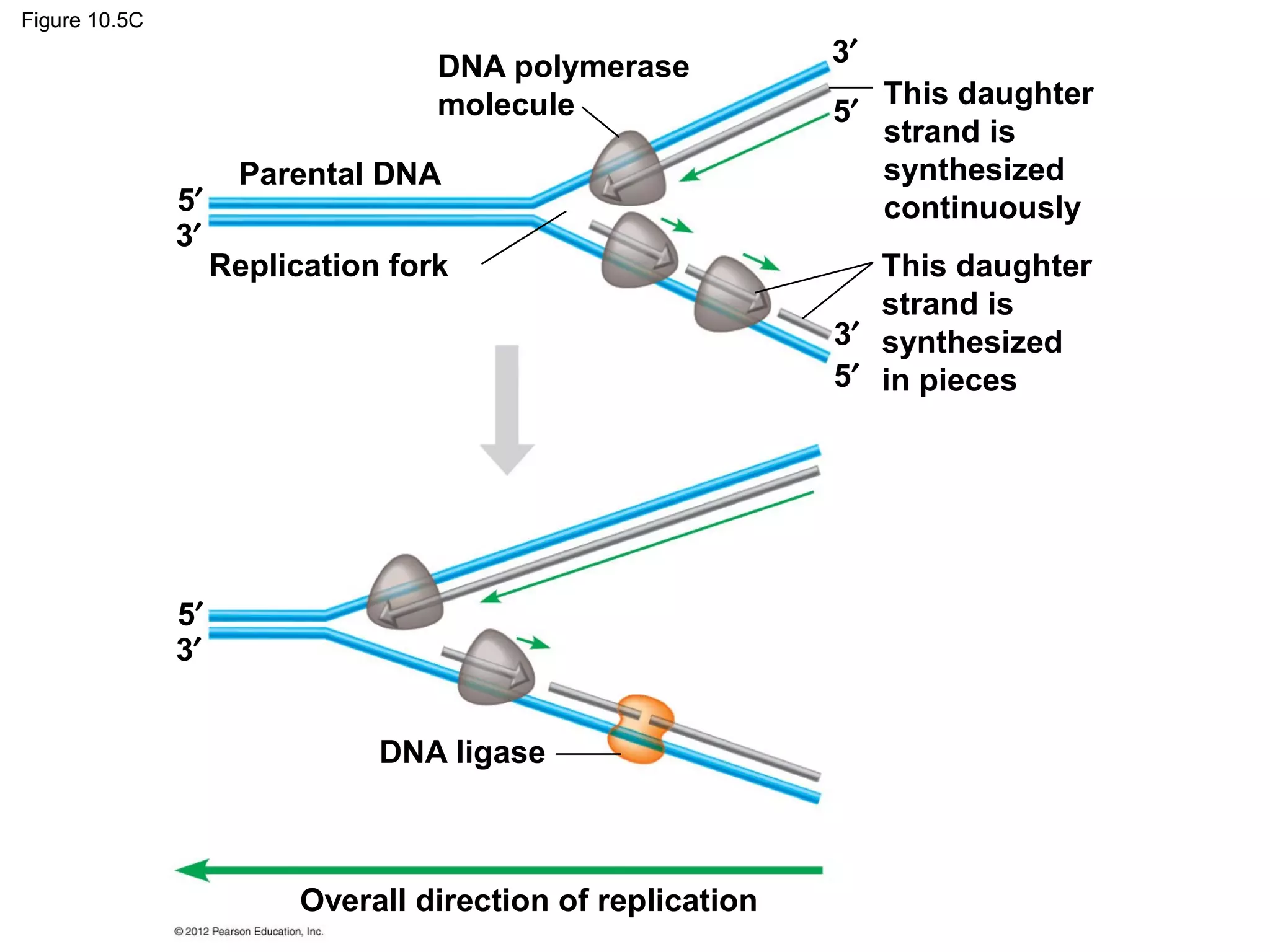 Figure 10.5C

DNA polymerase
molecule
5′
3′

Parental DNA
Replication fork

5′
3′
DNA ligase

Overall direction of replication

3′
5′

This daughter
strand is
synthesized
continuously

This daughter
strand is
3′ synthesized
5′ in pieces

 