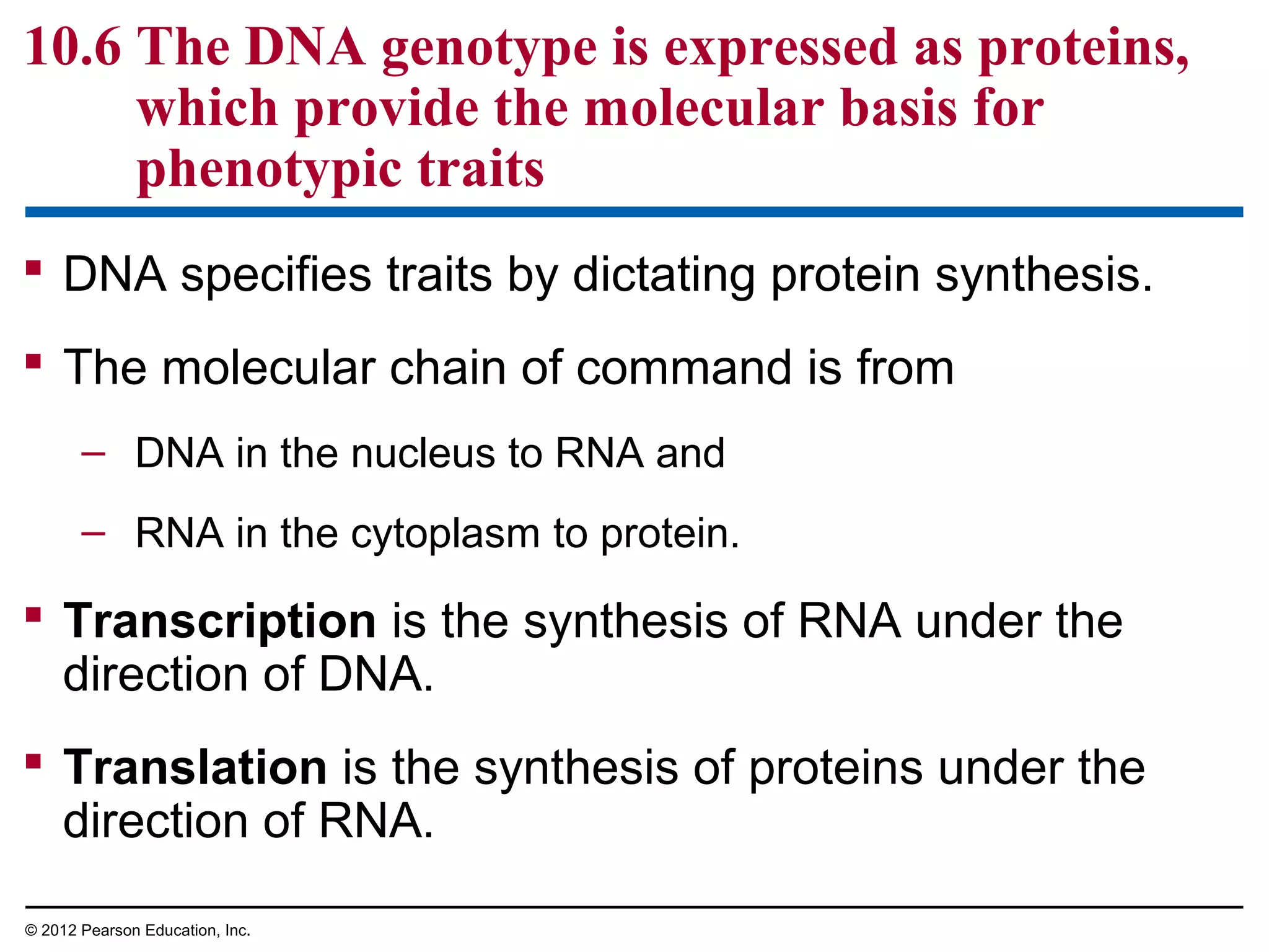 10.6 The DNA genotype is expressed as proteins,
which provide the molecular basis for
phenotypic traits
 DNA specifies traits by dictating protein synthesis.
 The molecular chain of command is from
– DNA in the nucleus to RNA and
– RNA in the cytoplasm to protein.

 Transcription is the synthesis of RNA under the
direction of DNA.
 Translation is the synthesis of proteins under the
direction of RNA.
© 2012 Pearson Education, Inc.

 