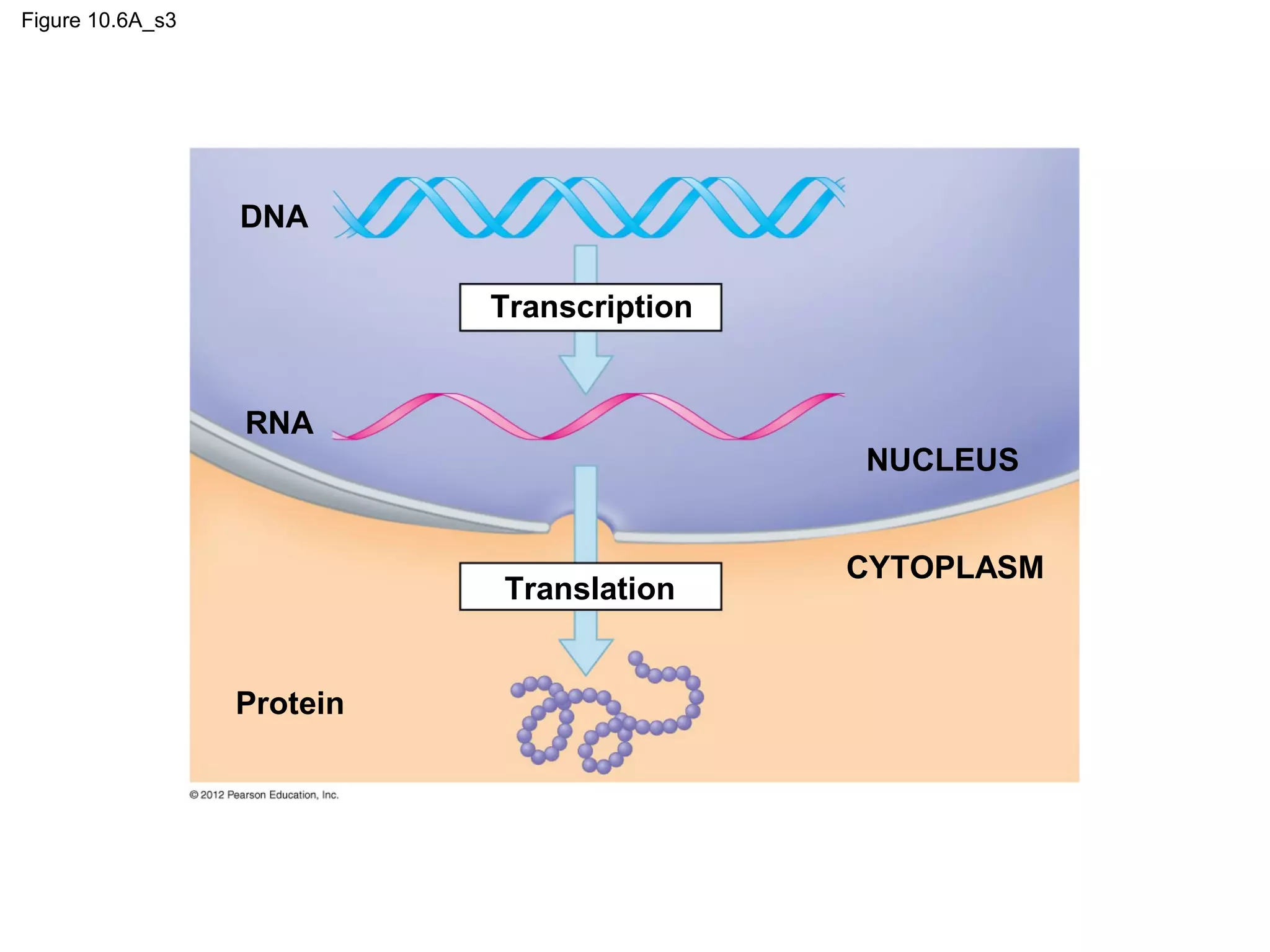 Figure 10.6A_s3

DNA
Transcription

RNA
NUCLEUS

Translation
Protein

CYTOPLASM

 