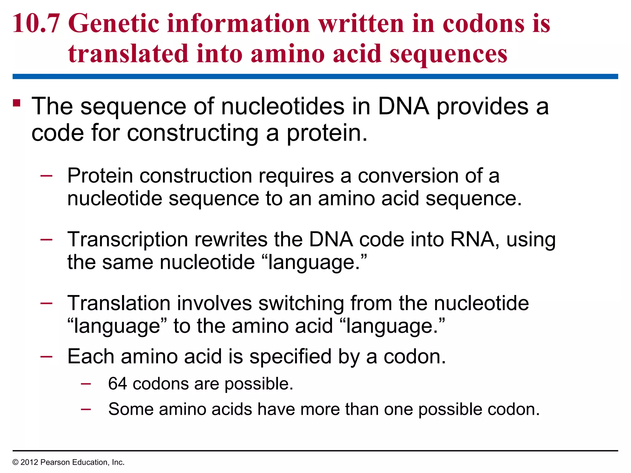 10.7 Genetic information written in codons is
translated into amino acid sequences
 The sequence of nucleotides in DNA provides a
code for constructing a protein.
– Protein construction requires a conversion of a
nucleotide sequence to an amino acid sequence.
– Transcription rewrites the DNA code into RNA, using
the same nucleotide “language.”
– Translation involves switching from the nucleotide
“language” to the amino acid “language.”
– Each amino acid is specified by a codon.
– 64 codons are possible.
– Some amino acids have more than one possible codon.
© 2012 Pearson Education, Inc.

 