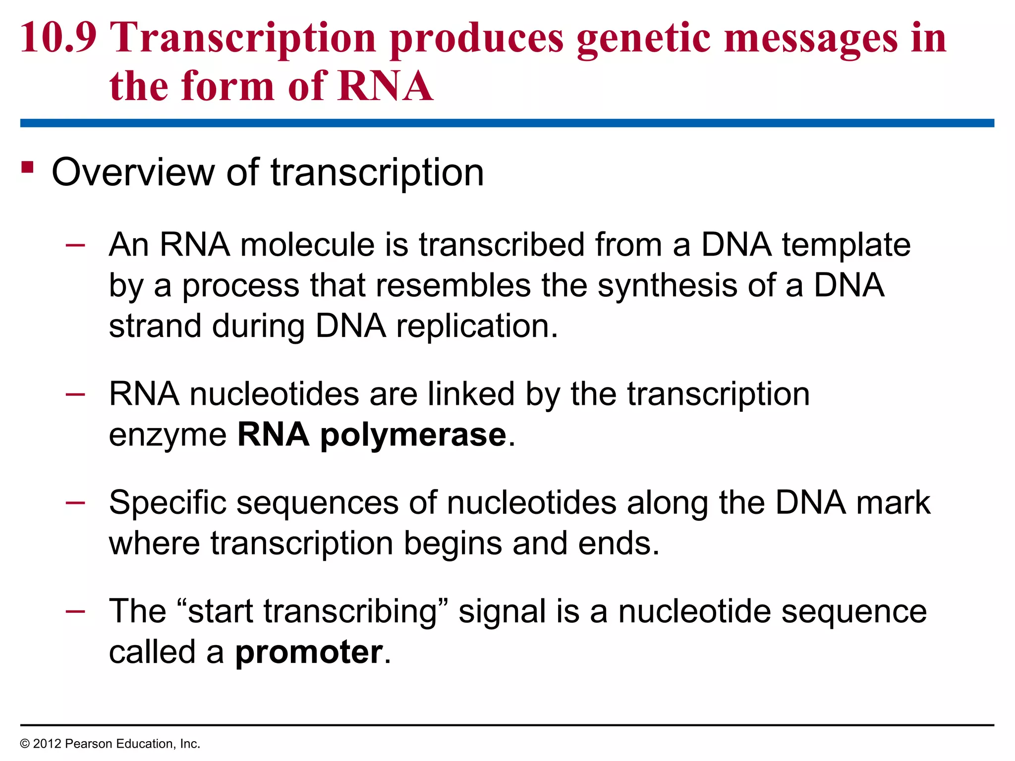 10.9 Transcription produces genetic messages in
the form of RNA
 Overview of transcription
– An RNA molecule is transcribed from a DNA template
by a process that resembles the synthesis of a DNA
strand during DNA replication.
– RNA nucleotides are linked by the transcription
enzyme RNA polymerase.
– Specific sequences of nucleotides along the DNA mark
where transcription begins and ends.
– The “start transcribing” signal is a nucleotide sequence
called a promoter.
© 2012 Pearson Education, Inc.

 