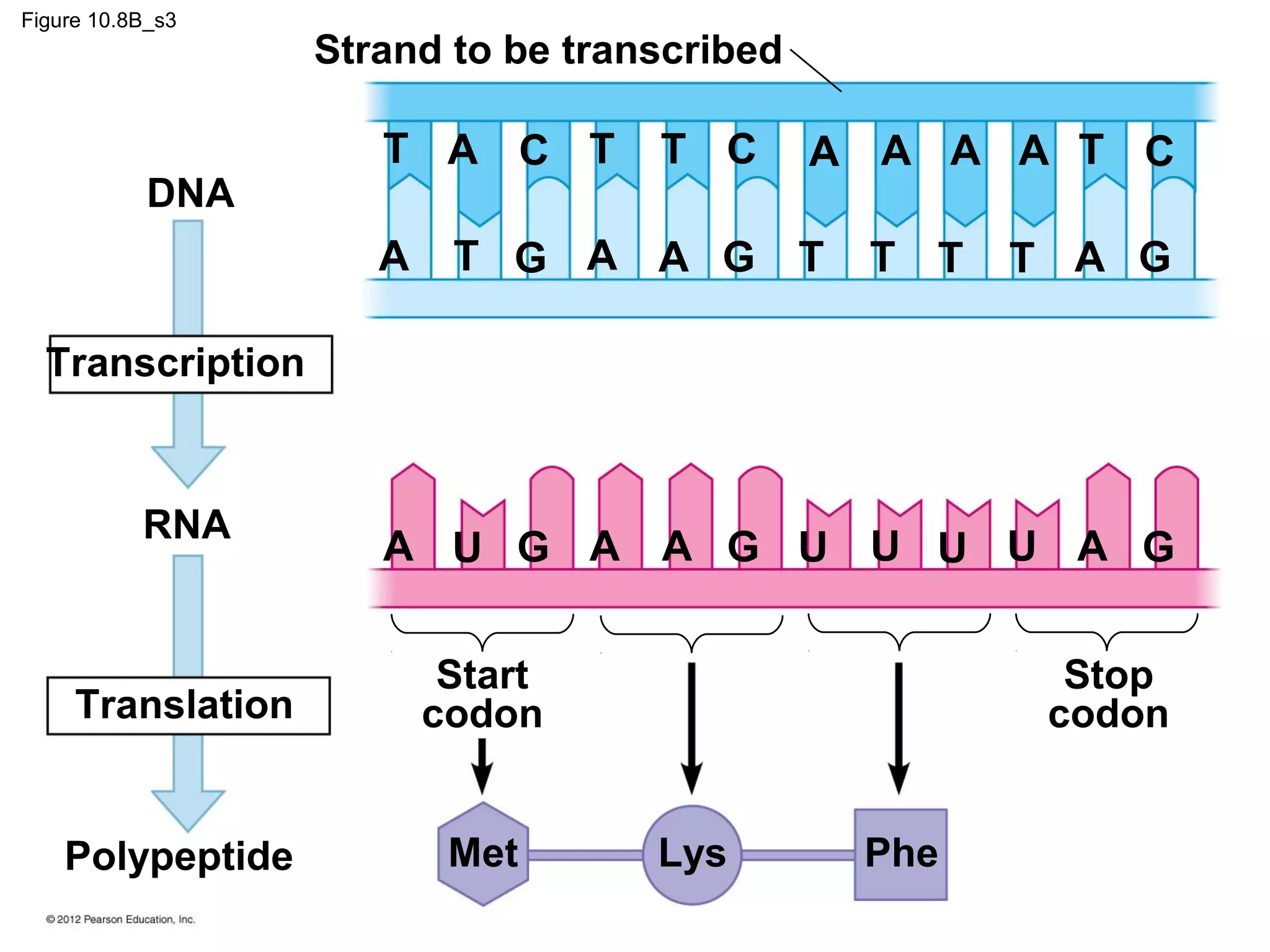 Figure 10.8B_s3

DNA

Strand to be transcribed

T A C T
A

T C

T G A A G

A A A A T C
T

T T

T A G

Transcription

RNA

A U G A A G U U U U A G

Translation

Start
codon

Polypeptide

Met

Stop
codon
Lys

Phe

 