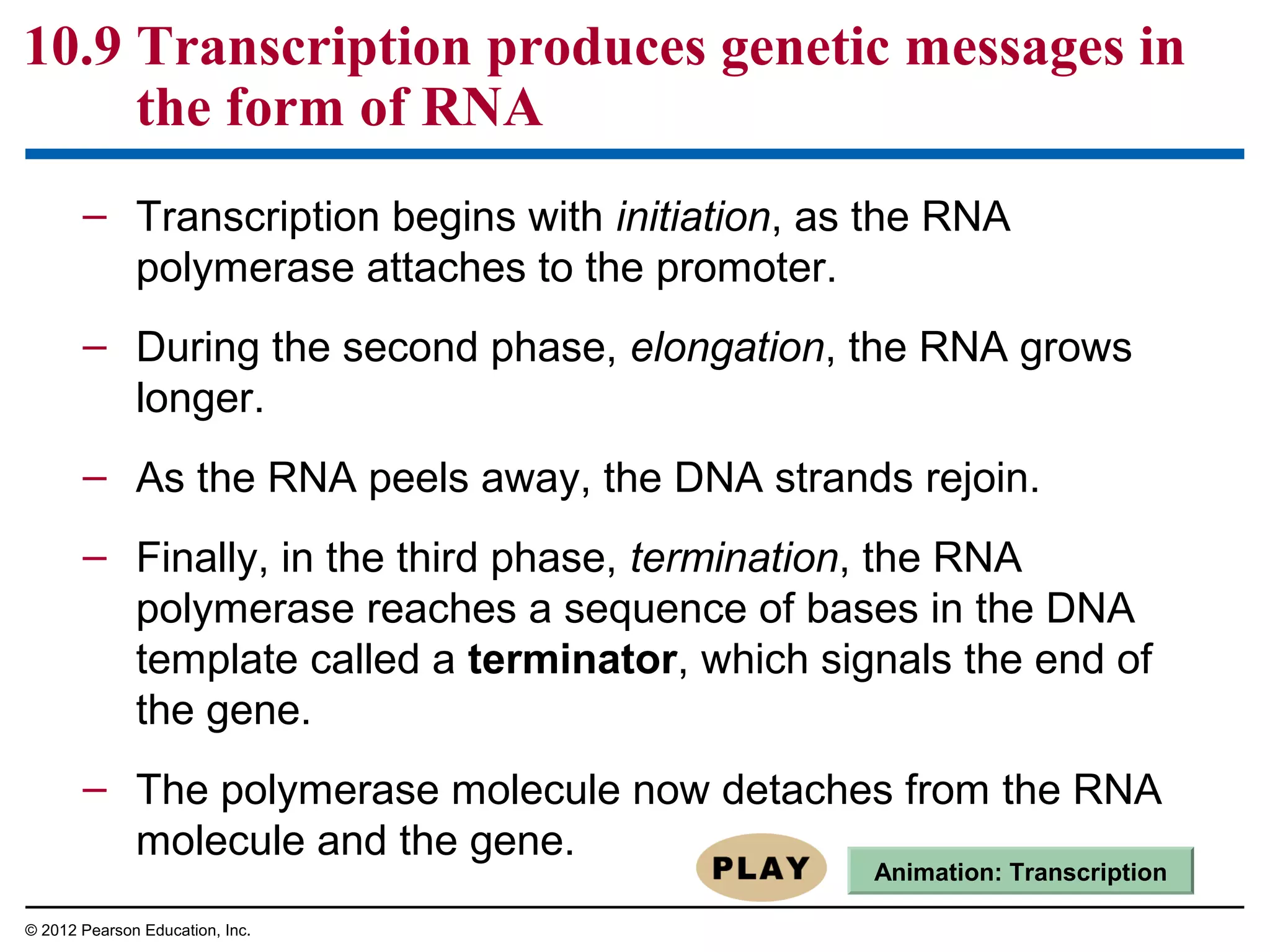 10.9 Transcription produces genetic messages in
the form of RNA
– Transcription begins with initiation, as the RNA
polymerase attaches to the promoter.
– During the second phase, elongation, the RNA grows
longer.
– As the RNA peels away, the DNA strands rejoin.
– Finally, in the third phase, termination, the RNA
polymerase reaches a sequence of bases in the DNA
template called a terminator, which signals the end of
the gene.
– The polymerase molecule now detaches from the RNA
molecule and the gene.

Animation: Transcription

© 2012 Pearson Education, Inc.

 