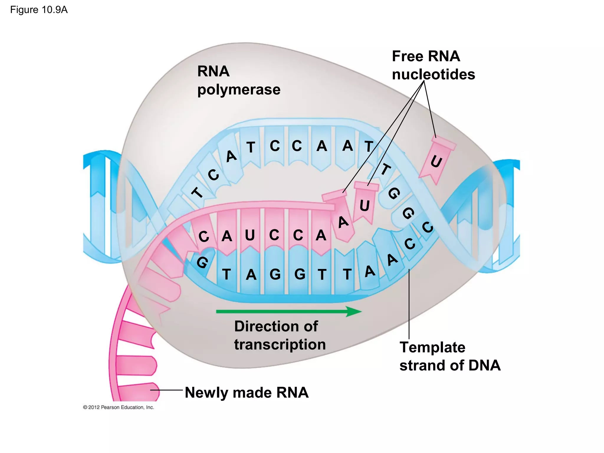 Figure 10.9A

Free RNA
nucleotides

RNA
polymerase

A

T C C A A T

Direction of
transcription
Newly made RNA

A

T A

G

U

G

T

C

C A U C C A
G
T A G G T

U

T

A

C

C

Template
strand of DNA

 