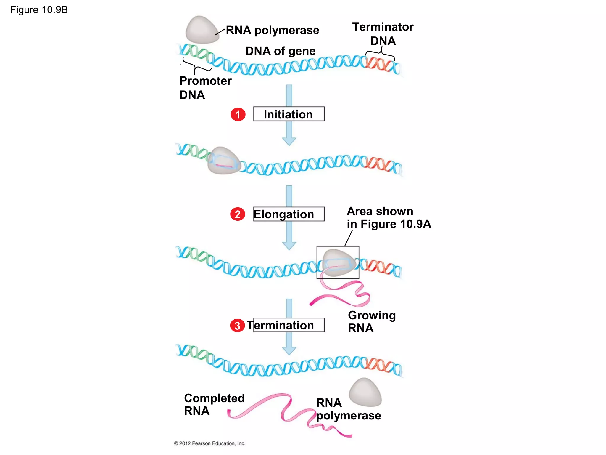 Figure 10.9B

RNA polymerase
DNA of gene

Terminator
DNA

Promoter
DNA
1

Initiation

2

Elongation

3 Termination

Completed
RNA

Area shown
in Figure 10.9A

Growing
RNA

RNA
polymerase

 