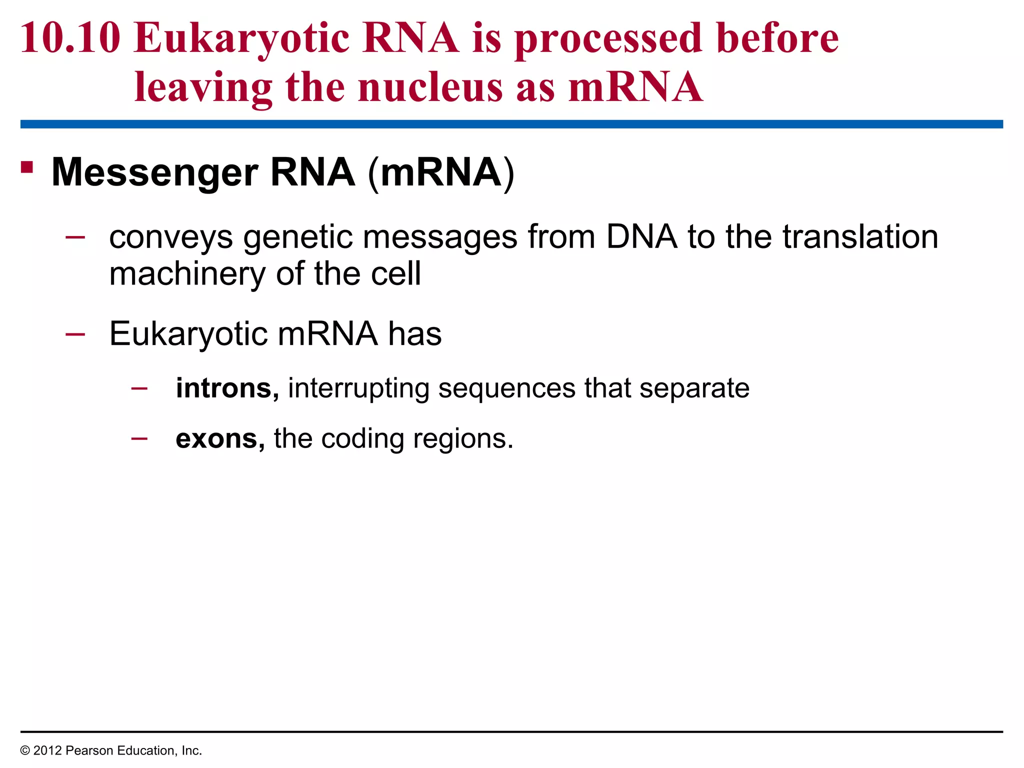 10.10 Eukaryotic RNA is processed before
leaving the nucleus as mRNA
 Messenger RNA (mRNA)
– conveys genetic messages from DNA to the translation
machinery of the cell
– Eukaryotic mRNA has
– introns, interrupting sequences that separate
– exons, the coding regions.

© 2012 Pearson Education, Inc.

 