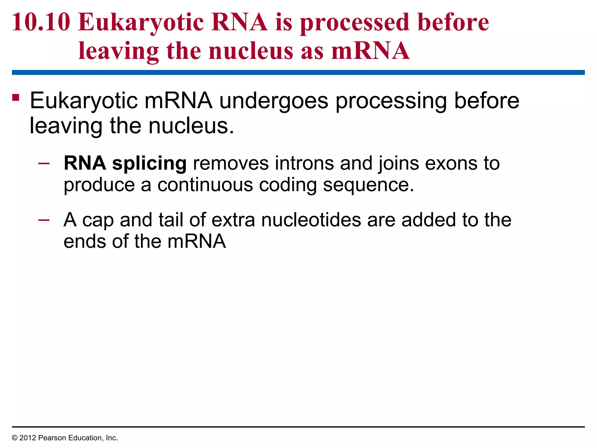 10.10 Eukaryotic RNA is processed before
leaving the nucleus as mRNA
 Eukaryotic mRNA undergoes processing before
leaving the nucleus.
– RNA splicing removes introns and joins exons to
produce a continuous coding sequence.
– A cap and tail of extra nucleotides are added to the
ends of the mRNA

© 2012 Pearson Education, Inc.

 