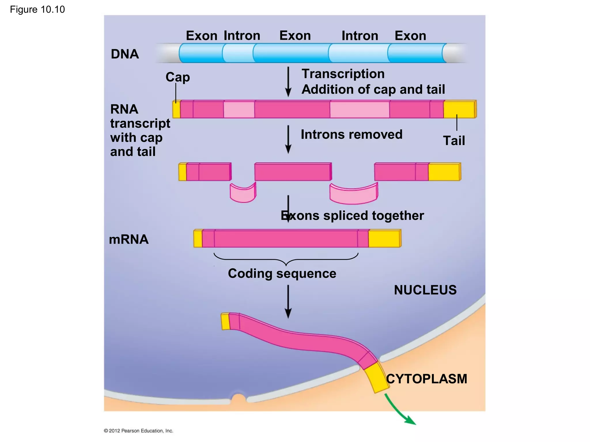 Figure 10.10

Exon Intron

Exon

Intron

Exon

DNA
Cap
RNA
transcript
with cap
and tail

Transcription
Addition of cap and tail
Introns removed

Tail

Exons spliced together
mRNA
Coding sequence
NUCLEUS

CYTOPLASM

 