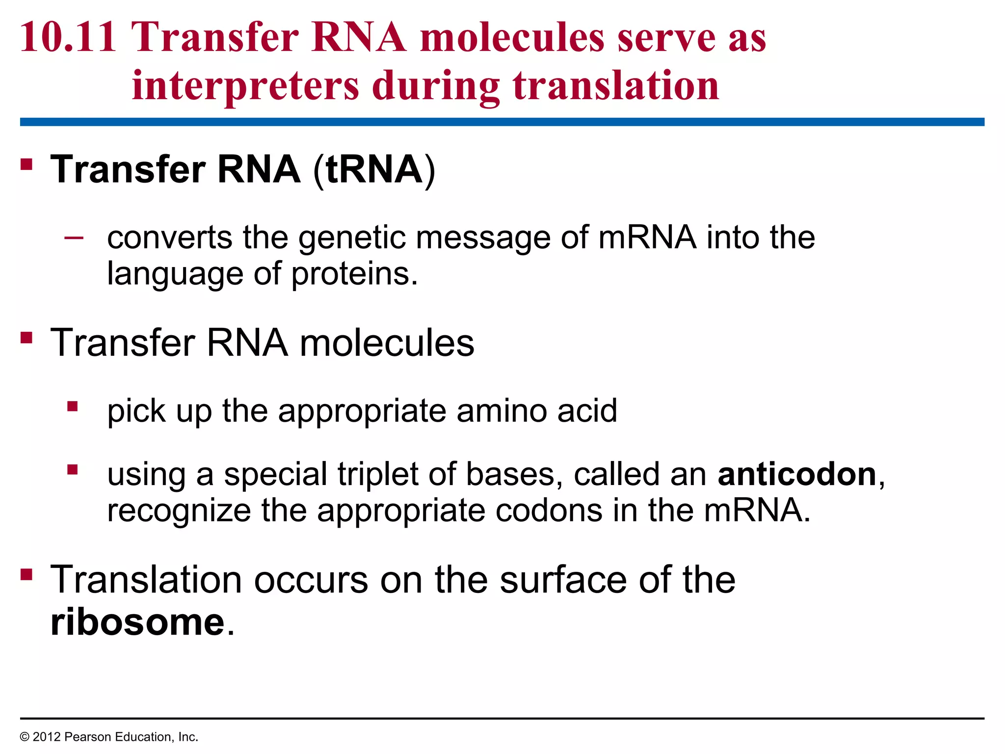 10.11 Transfer RNA molecules serve as
interpreters during translation
 Transfer RNA (tRNA)
– converts the genetic message of mRNA into the
language of proteins.

 Transfer RNA molecules
 pick up the appropriate amino acid
 using a special triplet of bases, called an anticodon,
recognize the appropriate codons in the mRNA.

 Translation occurs on the surface of the
ribosome.
© 2012 Pearson Education, Inc.

 