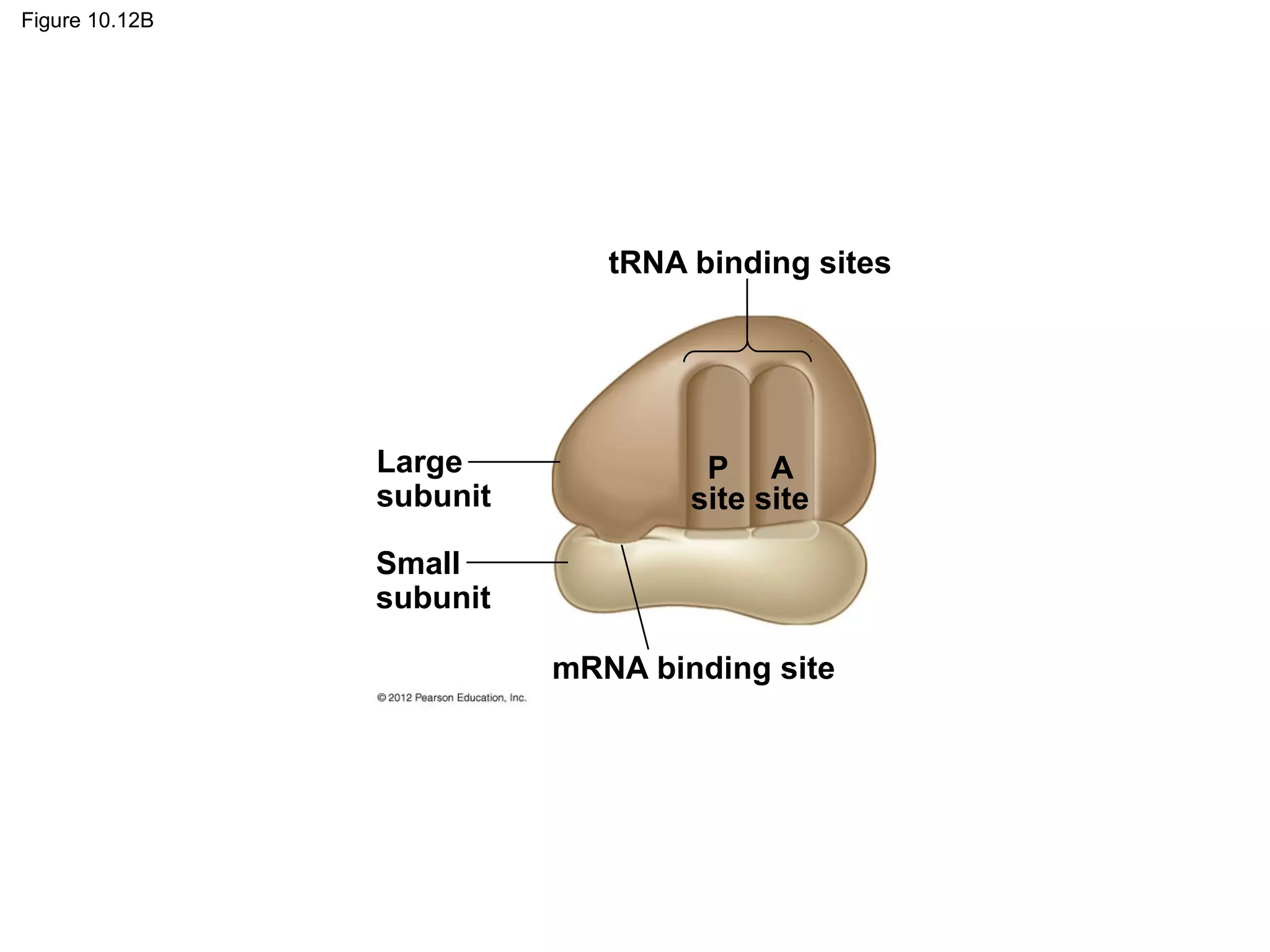 Figure 10.12B

tRNA binding sites

Large
subunit

P A
site site

Small
subunit
mRNA binding site

 