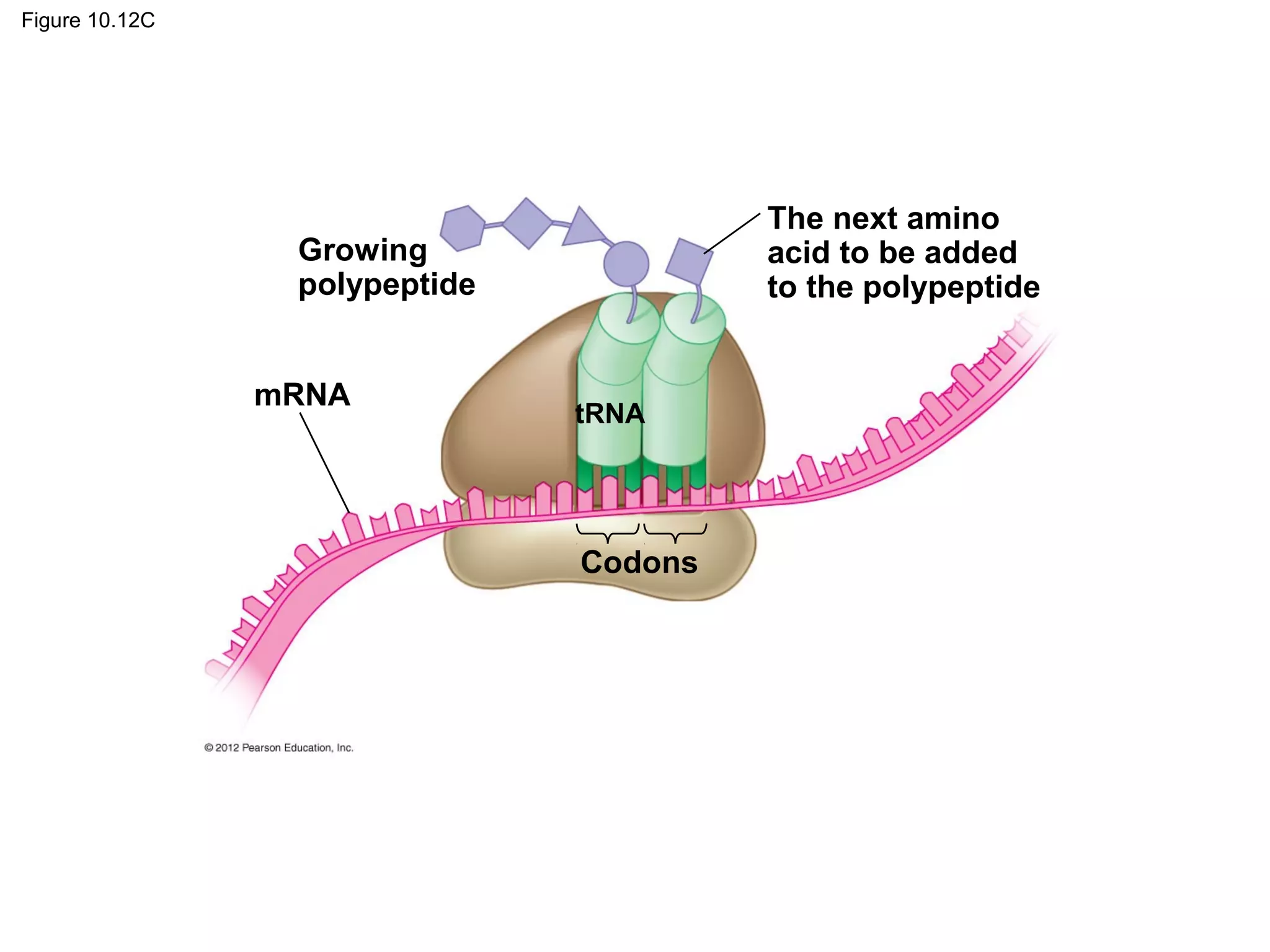 Figure 10.12C

The next amino
acid to be added
to the polypeptide

Growing
polypeptide
mRNA

tRNA

Codons

 