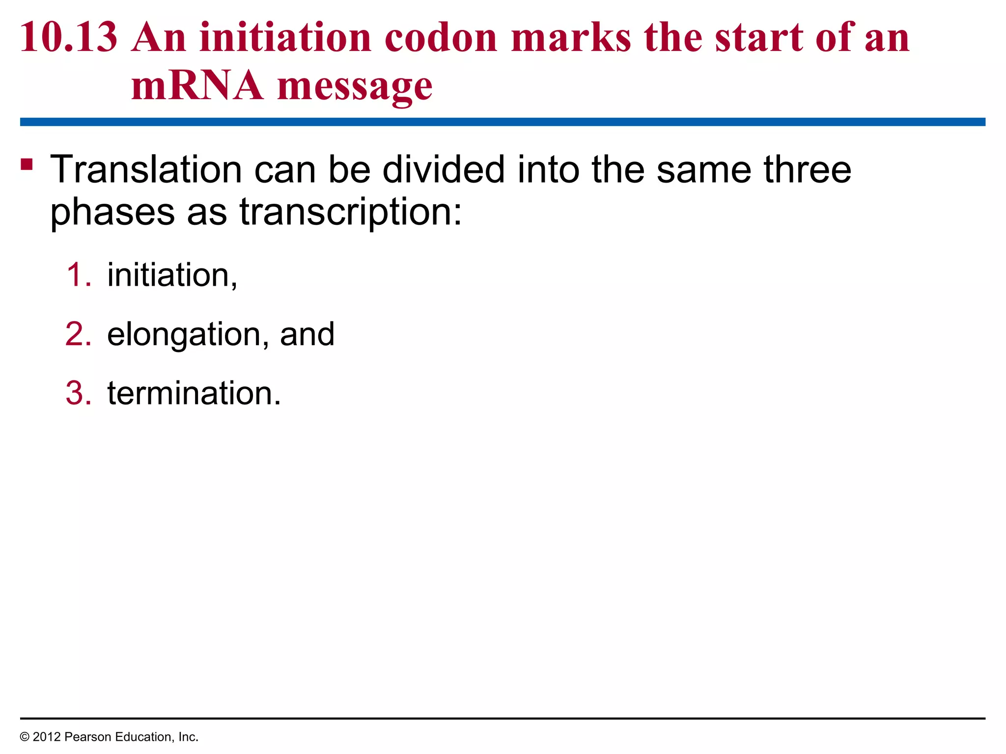 10.13 An initiation codon marks the start of an
mRNA message
 Translation can be divided into the same three
phases as transcription:
1. initiation,
2. elongation, and
3. termination.

© 2012 Pearson Education, Inc.

 
