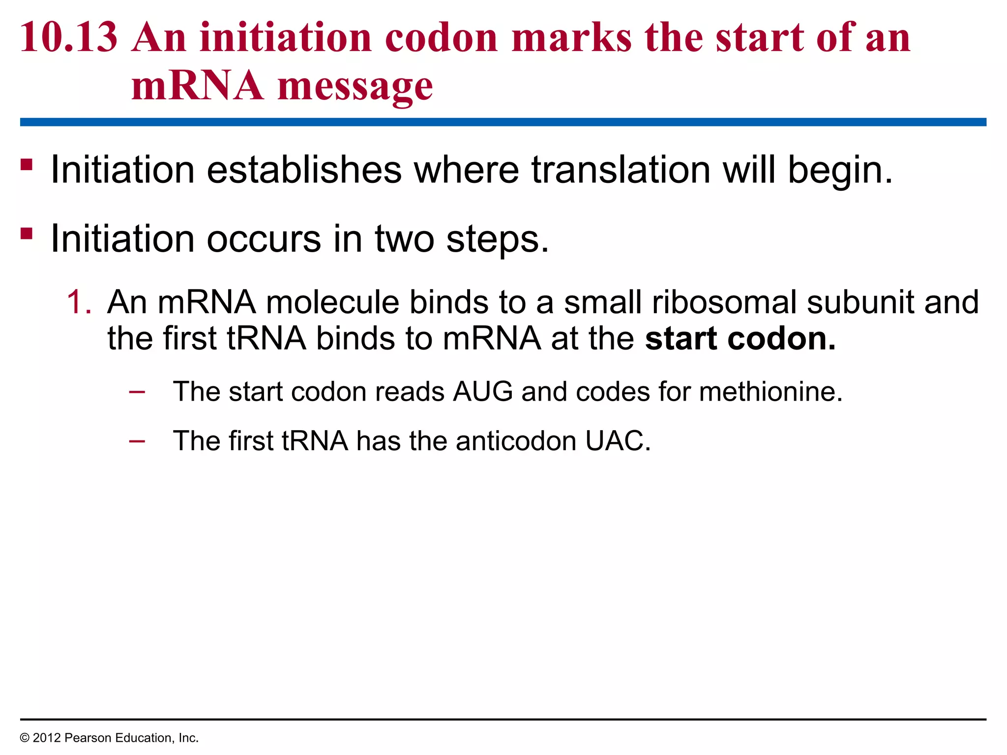 10.13 An initiation codon marks the start of an
mRNA message
 Initiation establishes where translation will begin.
 Initiation occurs in two steps.
1. An mRNA molecule binds to a small ribosomal subunit and
the first tRNA binds to mRNA at the start codon.
– The start codon reads AUG and codes for methionine.
– The first tRNA has the anticodon UAC.

© 2012 Pearson Education, Inc.

 
