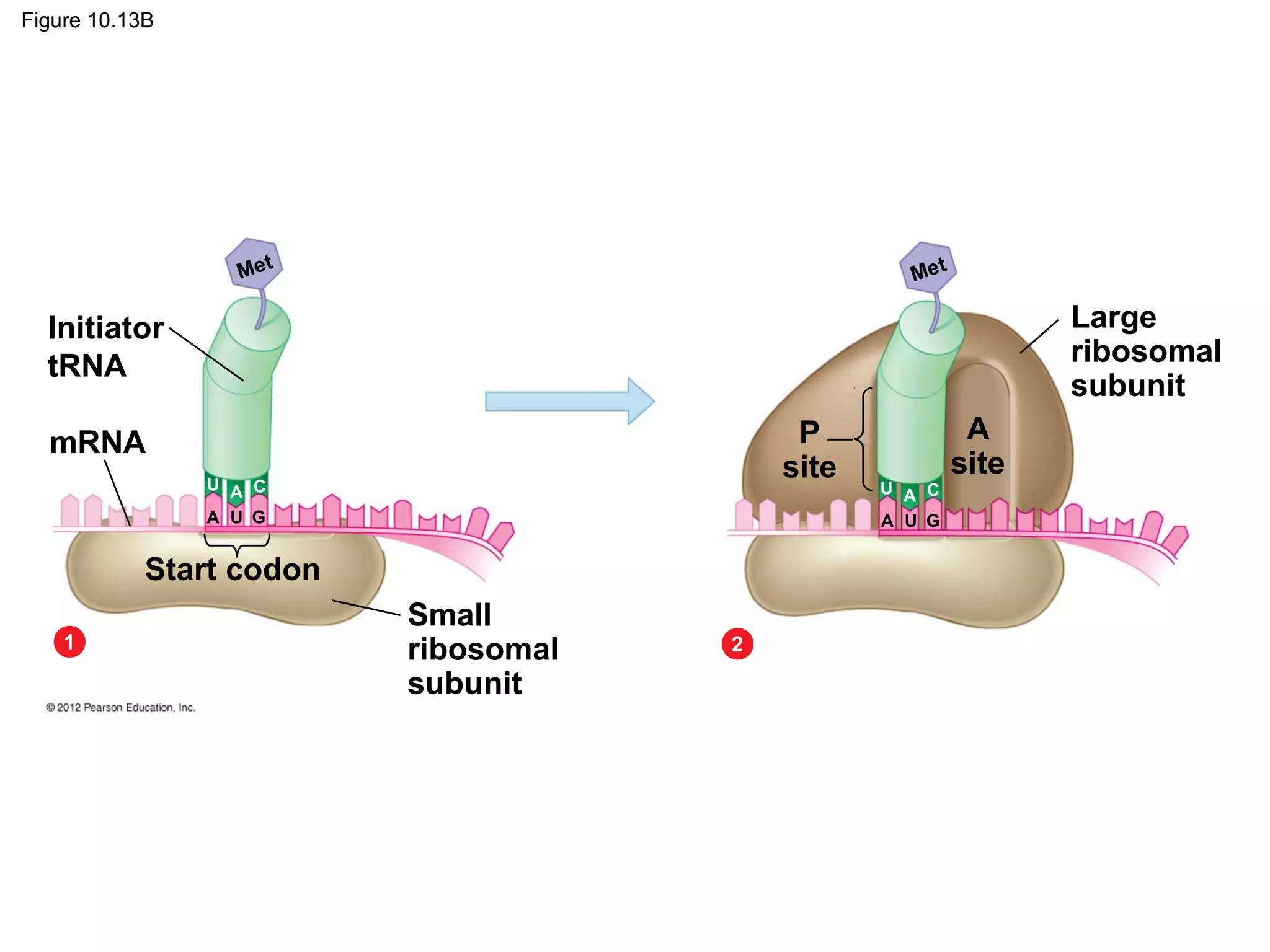 Figure 10.13B

Met

Met

Large
ribosomal
subunit

Initiator
tRNA
P
site

mRNA
U A C
A U G

Start codon
1

Small
ribosomal
subunit

2

U A C
A U G

A
site

 