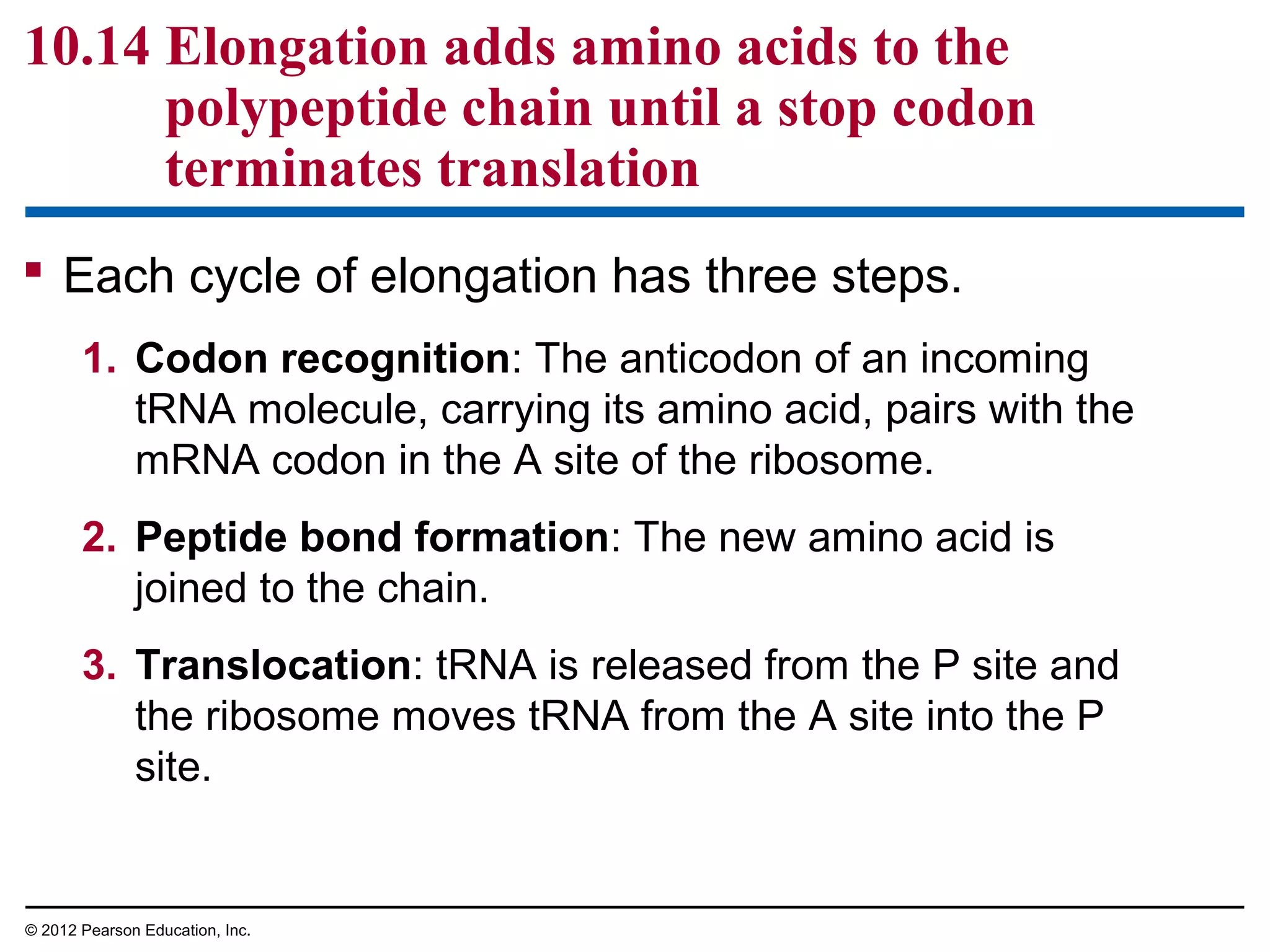 10.14 Elongation adds amino acids to the
polypeptide chain until a stop codon
terminates translation
 Each cycle of elongation has three steps.
1. Codon recognition: The anticodon of an incoming
tRNA molecule, carrying its amino acid, pairs with the
mRNA codon in the A site of the ribosome.
2. Peptide bond formation: The new amino acid is
joined to the chain.
3. Translocation: tRNA is released from the P site and
the ribosome moves tRNA from the A site into the P
site.

© 2012 Pearson Education, Inc.

 
