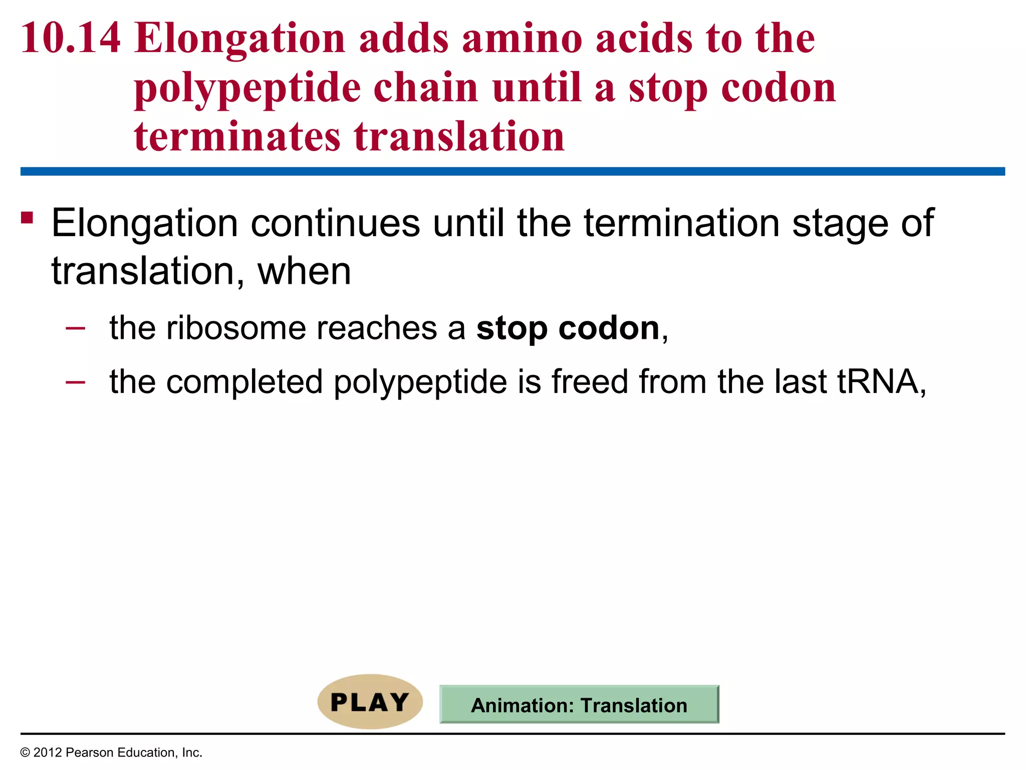 10.14 Elongation adds amino acids to the
polypeptide chain until a stop codon
terminates translation
 Elongation continues until the termination stage of
translation, when
– the ribosome reaches a stop codon,
– the completed polypeptide is freed from the last tRNA,

Animation: Translation
© 2012 Pearson Education, Inc.

 