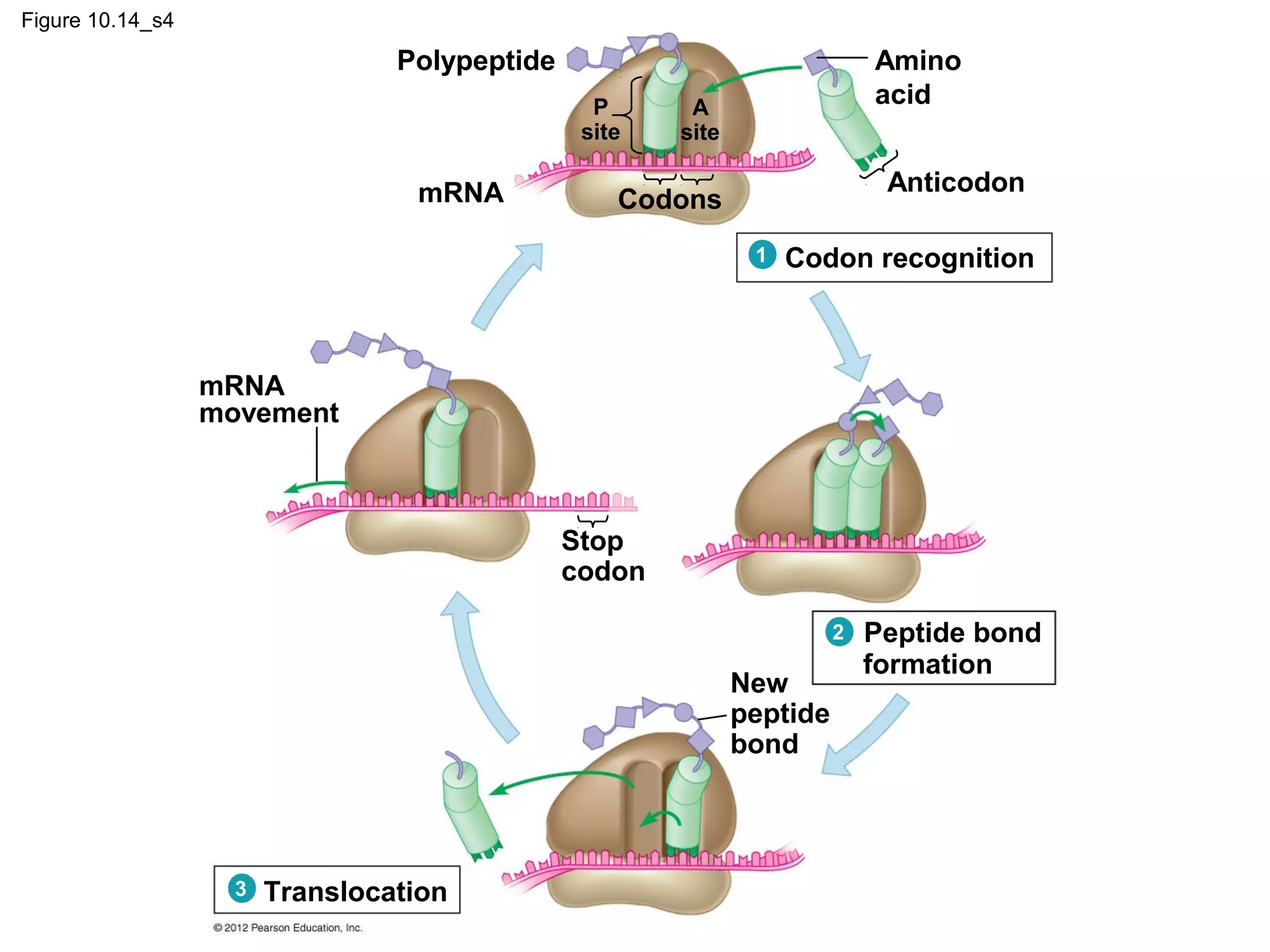 Figure 10.14_s4

Polypeptide
P
site

mRNA

Amino
acid

A
site

Anticodon

Codons
1

Codon recognition

mRNA
movement

Stop
codon
2

New
peptide
bond

3

Translocation

Peptide bond
formation

 