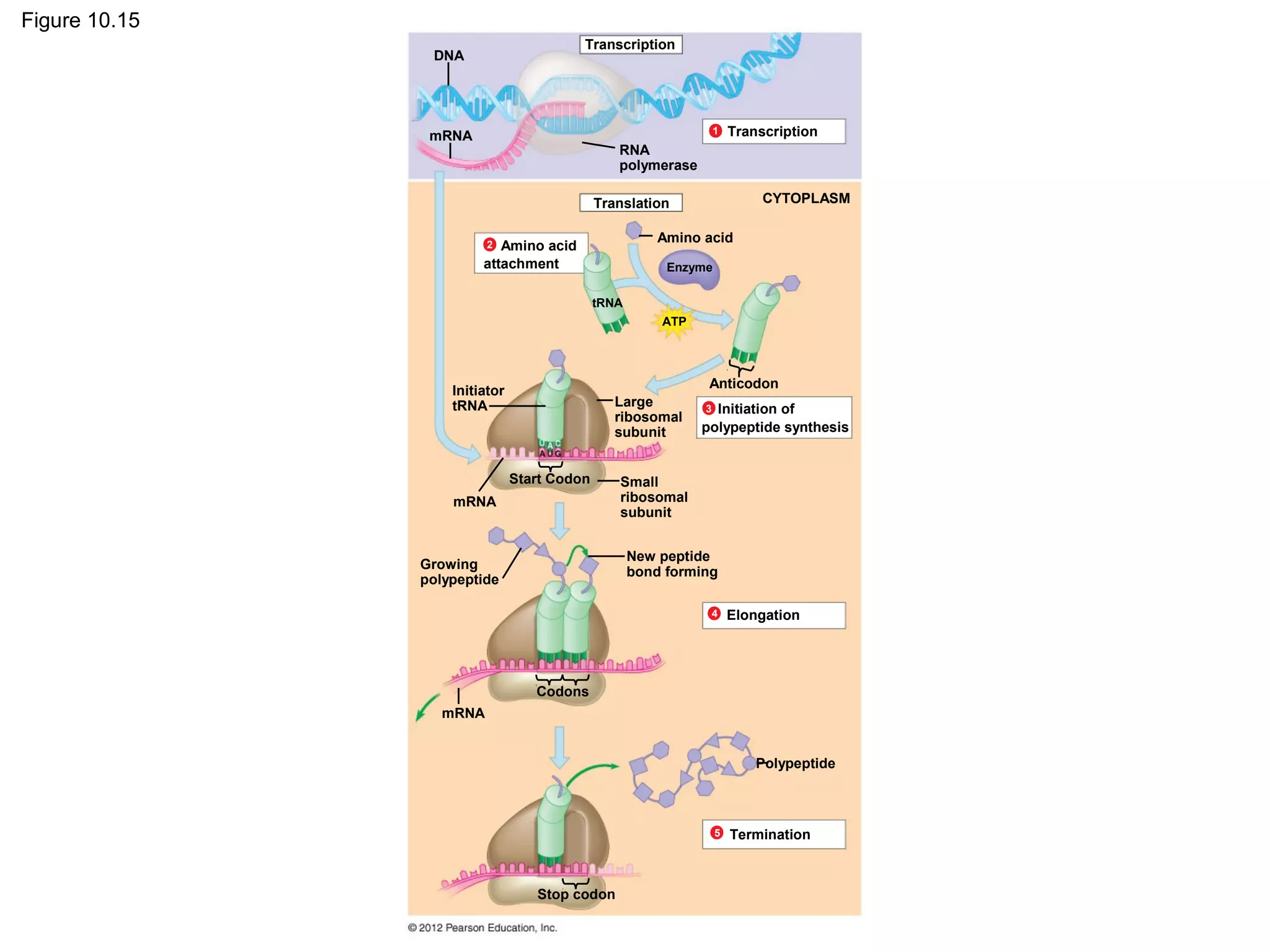 Figure 10.15
Transcription

DNA

1

mRNA

Transcription

RNA
polymerase
CYTOPLASM

Translation
Amino acid

Amino acid
attachment
2

Enzyme
tRNA
ATP

Anticodon

Initiator
tRNA

Large
ribosomal
subunit
Start Codon

mRNA

Initiation of
polypeptide synthesis
3

Small
ribosomal
subunit
New peptide
bond forming

Growing
polypeptide

4

Elongation

Codons
mRNA
Polypeptide

5

Stop codon

Termination

 