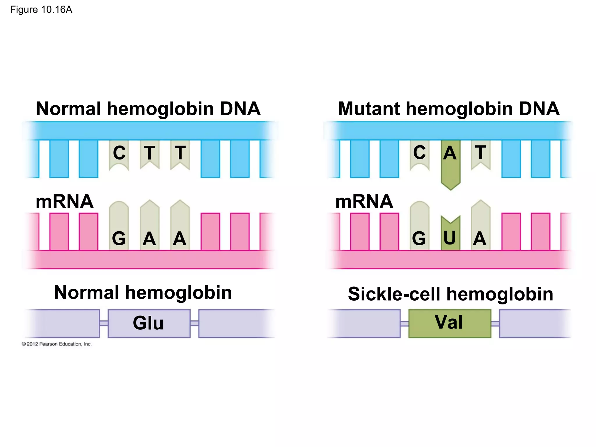 Figure 10.16A

Normal hemoglobin DNA
C T

Mutant hemoglobin DNA
C A T

T

mRNA

mRNA
G A A

Normal hemoglobin
Glu

G U A
Sickle-cell hemoglobin
Val

 