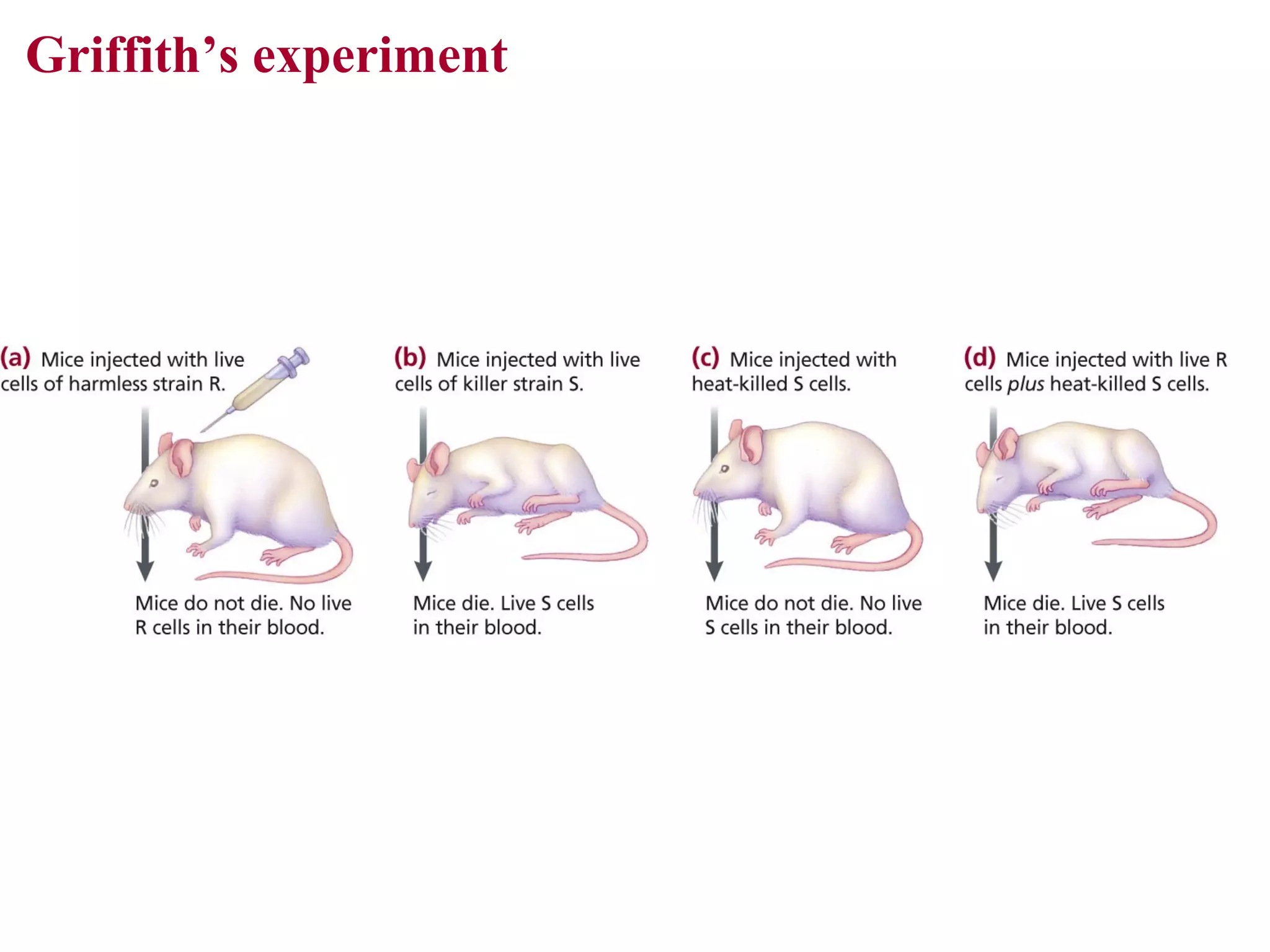 Griffith’s experiment

 
