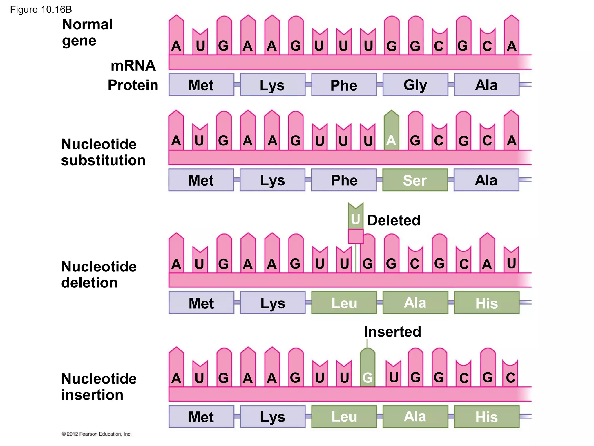 Figure 10.16B

Normal
gene
mRNA
Protein

Nucleotide
substitution

A

U G A A G U

Met

A U G A

Met

U G G C G

C

Phe

Lys

U

Gly

Ala

U A G C

A G U U

Lys

Phe

Ser

G C

A

A

Ala

U Deleted

Nucleotide
deletion

A U G A A G

Met

U

U G G C G

Ala

Leu

Lys

C A

U

His

Inserted
Nucleotide
insertion

A U G A A G

Met

Lys

U

U G

Leu

U G G

C G C

Ala

His

 