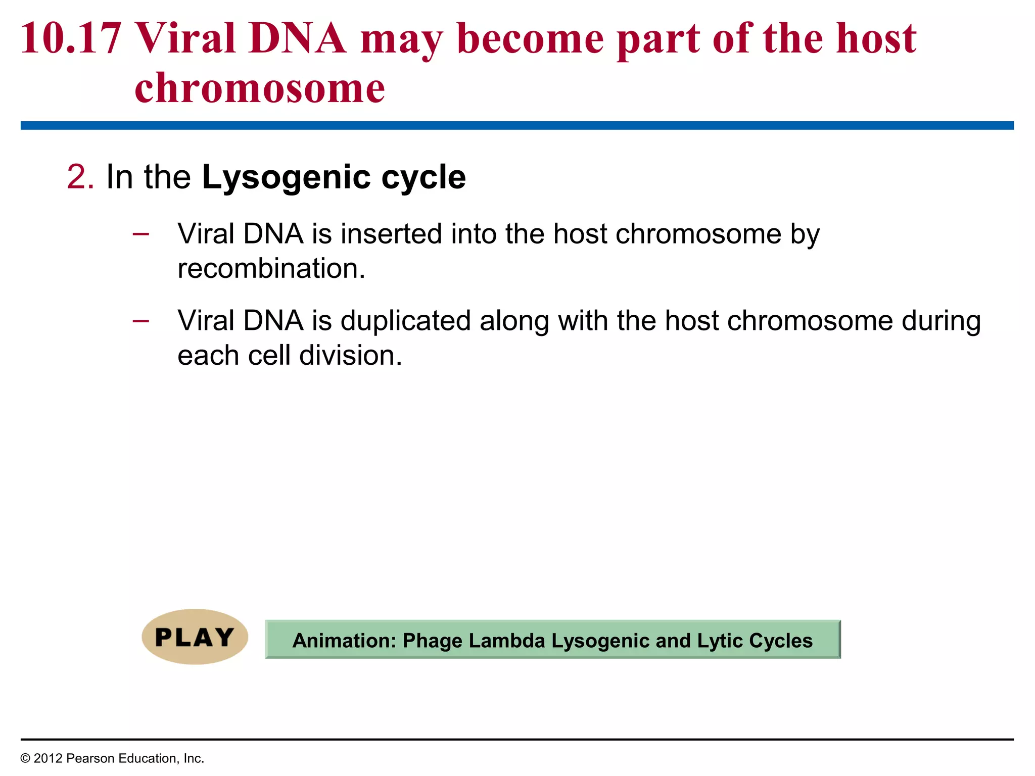 10.17 Viral DNA may become part of the host
chromosome
2. In the Lysogenic cycle
– Viral DNA is inserted into the host chromosome by
recombination.
– Viral DNA is duplicated along with the host chromosome during
each cell division.

Animation: Phage Lambda Lysogenic and Lytic Cycles

© 2012 Pearson Education, Inc.

 