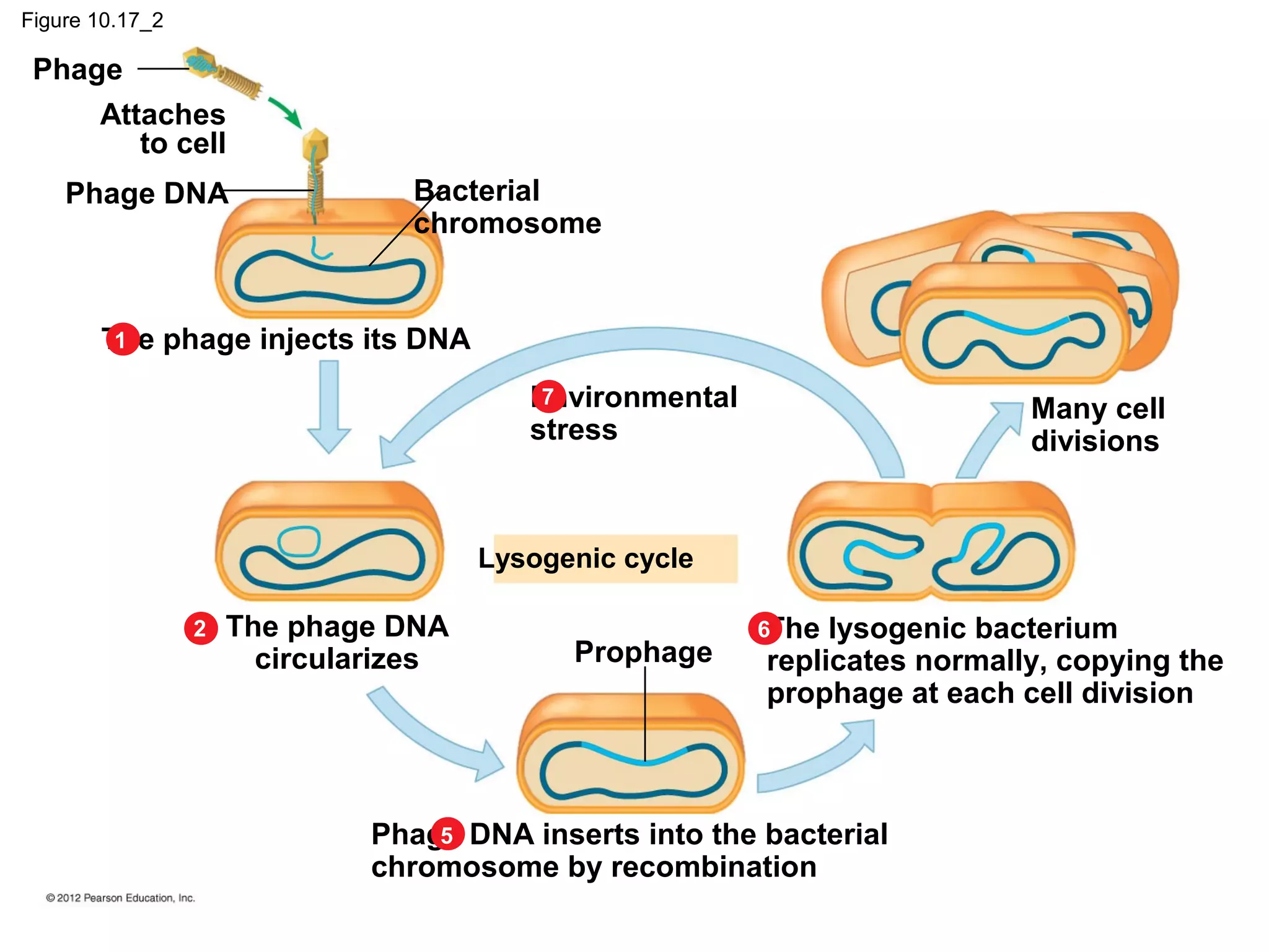 Figure 10.17_2

Phage
Attaches
to cell
Phage DNA

Bacterial
chromosome

1
The phage injects its DNA
7
Environmental
stress

Many cell
divisions

Lysogenic cycle
2

The phage DNA
circularizes

Prophage

6The

lysogenic bacterium
replicates normally, copying the
prophage at each cell division

5
Phage DNA inserts into the bacterial
chromosome by recombination

 