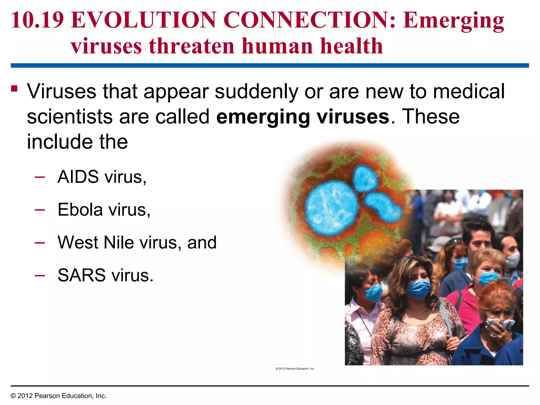 10.19 EVOLUTION CONNECTION: Emerging
viruses threaten human health
 Viruses that appear suddenly or are new to medical
scientists are called emerging viruses. These
include the
– AIDS virus,
– Ebola virus,
– West Nile virus, and
– SARS virus.

© 2012 Pearson Education, Inc.

 