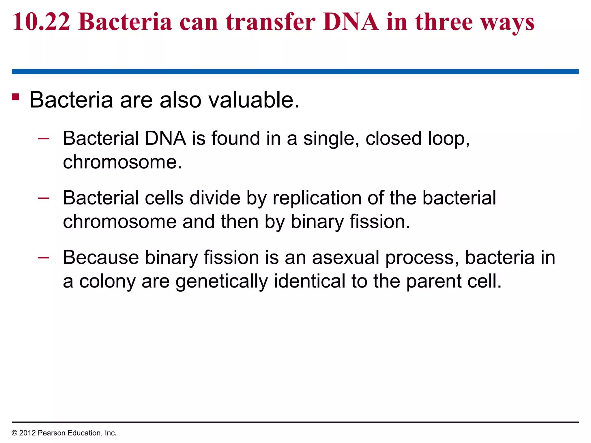 10.22 Bacteria can transfer DNA in three ways
 Bacteria are also valuable.
– Bacterial DNA is found in a single, closed loop,
chromosome.
– Bacterial cells divide by replication of the bacterial
chromosome and then by binary fission.
– Because binary fission is an asexual process, bacteria in
a colony are genetically identical to the parent cell.

© 2012 Pearson Education, Inc.

 