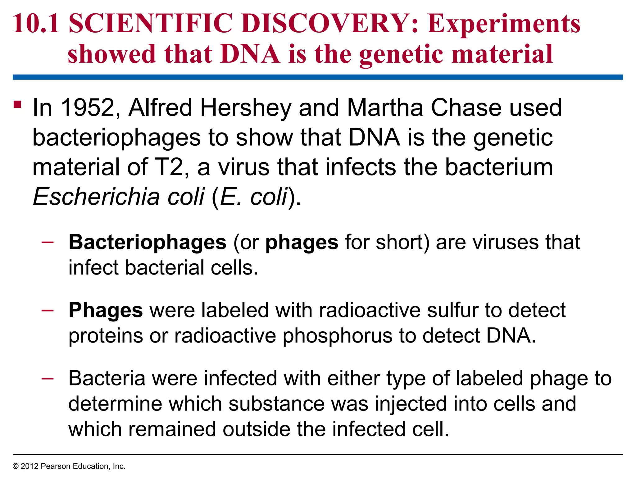 10.1 SCIENTIFIC DISCOVERY: Experiments
showed that DNA is the genetic material
 In 1952, Alfred Hershey and Martha Chase used
bacteriophages to show that DNA is the genetic
material of T2, a virus that infects the bacterium
Escherichia coli (E. coli).
– Bacteriophages (or phages for short) are viruses that
infect bacterial cells.
– Phages were labeled with radioactive sulfur to detect
proteins or radioactive phosphorus to detect DNA.
– Bacteria were infected with either type of labeled phage to
determine which substance was injected into cells and
which remained outside the infected cell.
© 2012 Pearson Education, Inc.

 