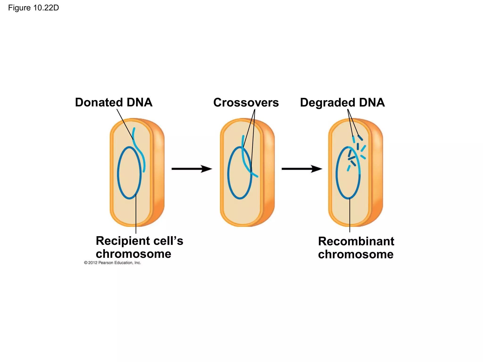 Figure 10.22D

Donated DNA

Recipient cell’s
chromosome

Crossovers

Degraded DNA

Recombinant
chromosome

 