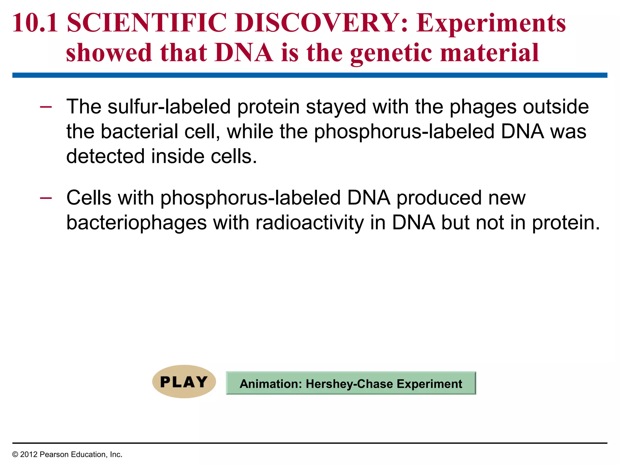 10.1 SCIENTIFIC DISCOVERY: Experiments
showed that DNA is the genetic material
– The sulfur-labeled protein stayed with the phages outside
the bacterial cell, while the phosphorus-labeled DNA was
detected inside cells.
– Cells with phosphorus-labeled DNA produced new
bacteriophages with radioactivity in DNA but not in protein.

Animation: Hershey-Chase Experiment

© 2012 Pearson Education, Inc.

 