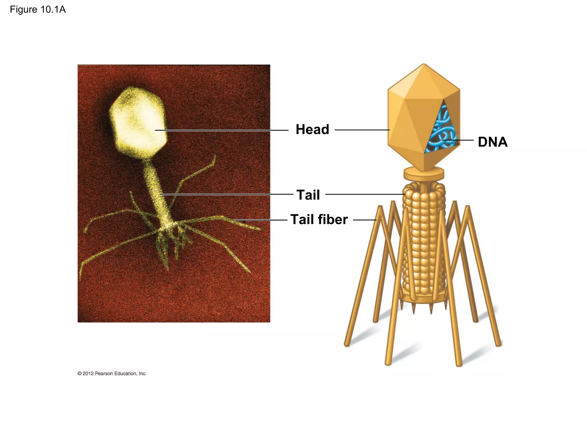 Figure 10.1A

Head

Tail
Tail fiber

DNA

 