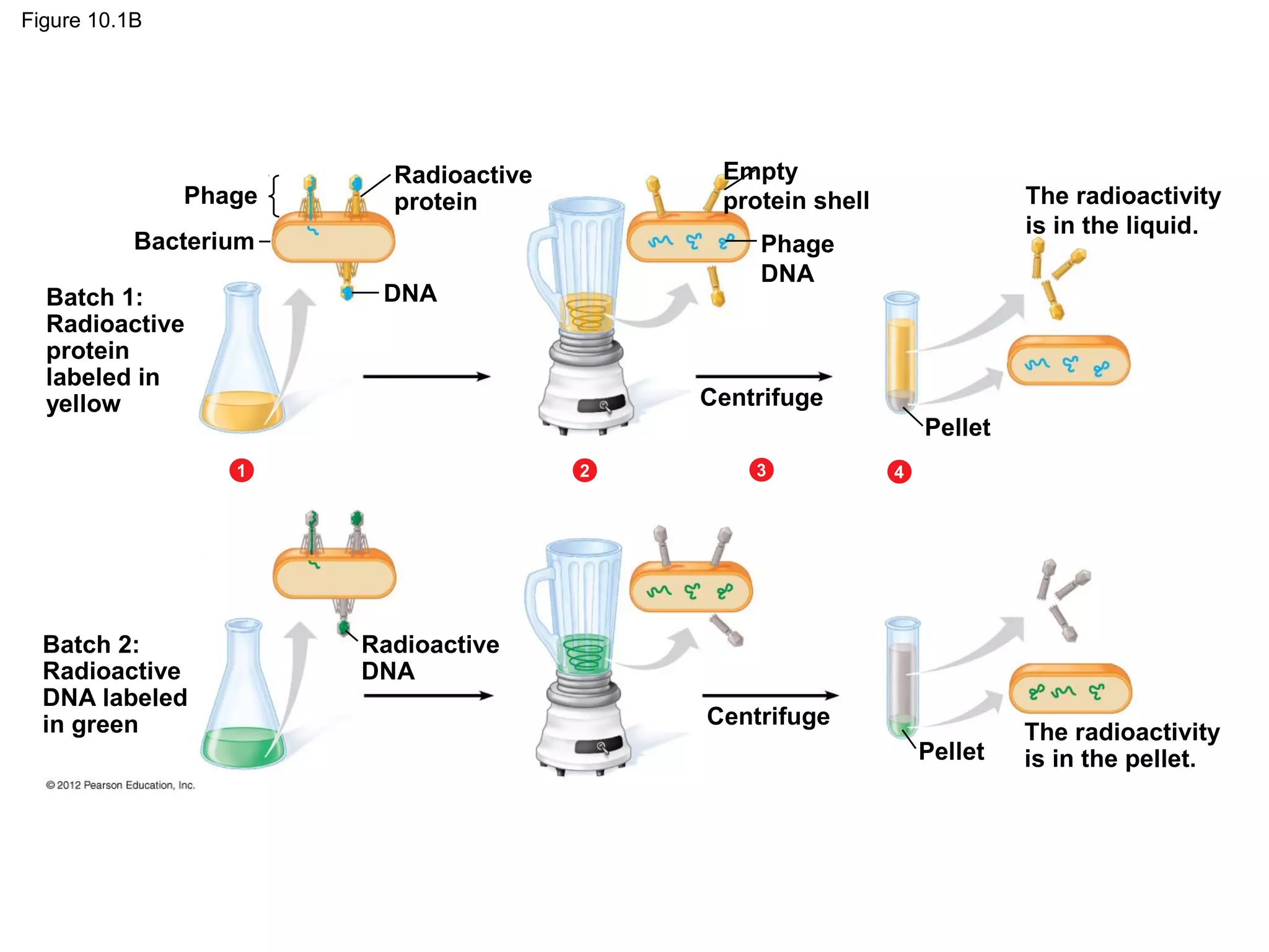 Figure 10.1B

Phage

Empty
protein shell

Radioactive
protein

Bacterium

Centrifuge
Pellet
1

Batch 2:
Radioactive
DNA labeled
in green

Phage
DNA

DNA

Batch 1:
Radioactive
protein
labeled in
yellow

The radioactivity
is in the liquid.

2

3

4

Radioactive
DNA
Centrifuge
Pellet

The radioactivity
is in the pellet.

 
