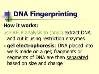 DNA Fingerprinting
How it works:
use RFLP analysis to (omit) extract DNA
and cut it using restriction enzymes
 gel electrophoresis: DNA placed into
wells made on a gel; fragments or
segments of DNA are then separated
based on size and charge
 