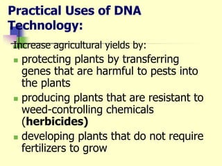 Practical Uses of DNA
Technology:
Increase agricultural yields by:
 protecting plants by transferring
genes that are harmful to pests into
the plants
 producing plants that are resistant to
weed-controlling chemicals
(herbicides)
 developing plants that do not require
fertilizers to grow
 