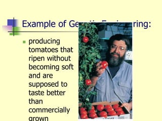 Example of Genetic Engineering:
 producing
tomatoes that
ripen without
becoming soft
and are
supposed to
taste better
than
commercially
grown
 