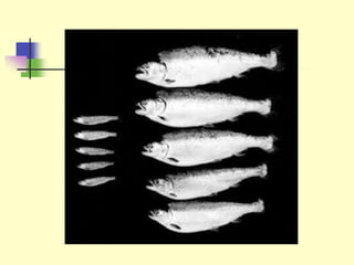 Notes_Genetic_Technology in biology a/as level